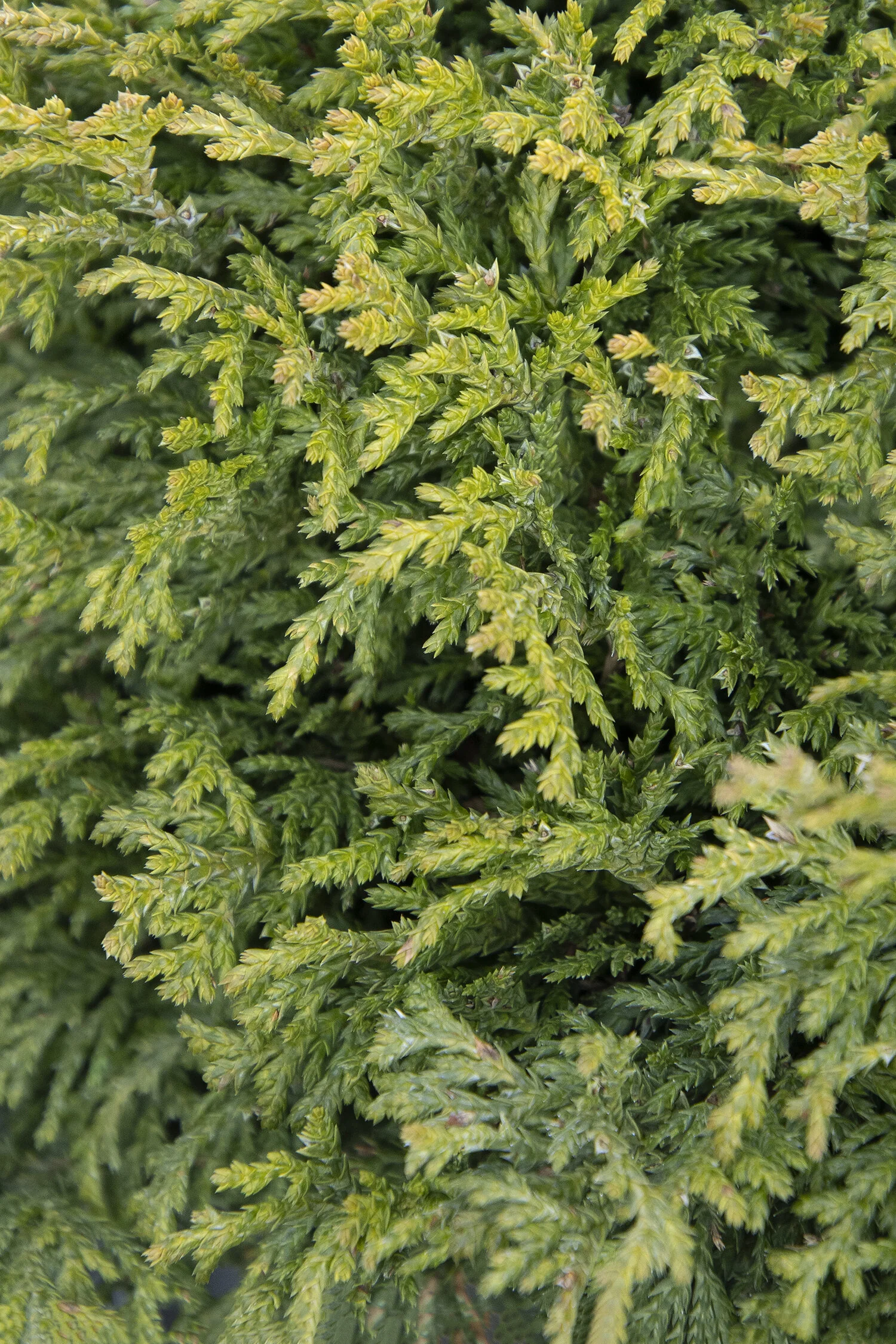 Miniature Moss False Cypress 1 Miniature Moss False Cypress