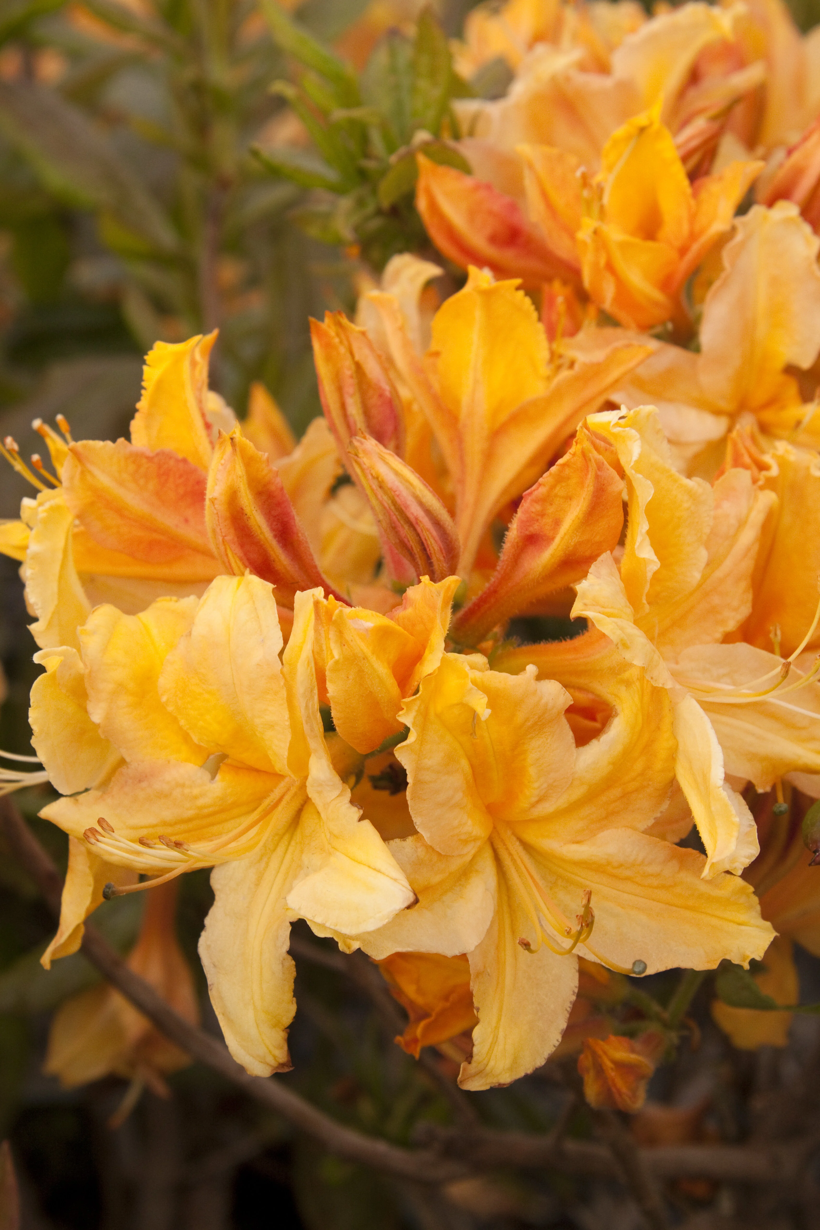 Golden Lights Azalea 2 Golden Lights Azalea