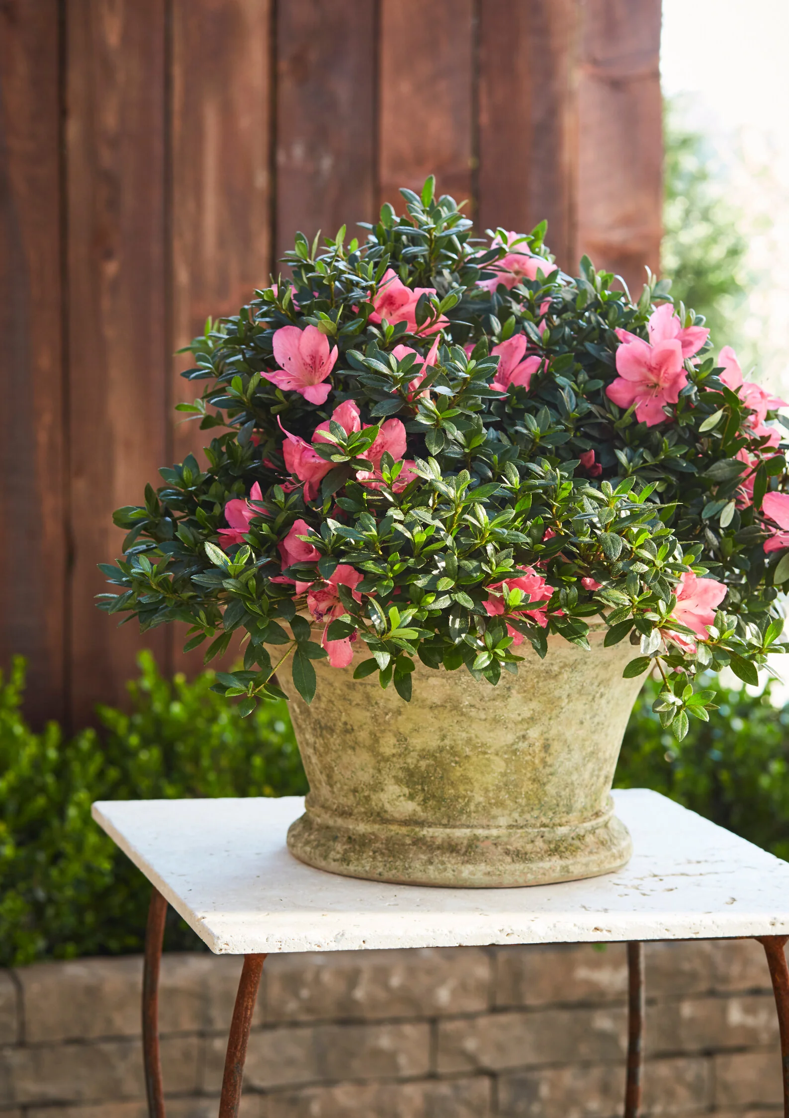 Congratulatory Light Azalea 5 Congratulatory Light Azalea