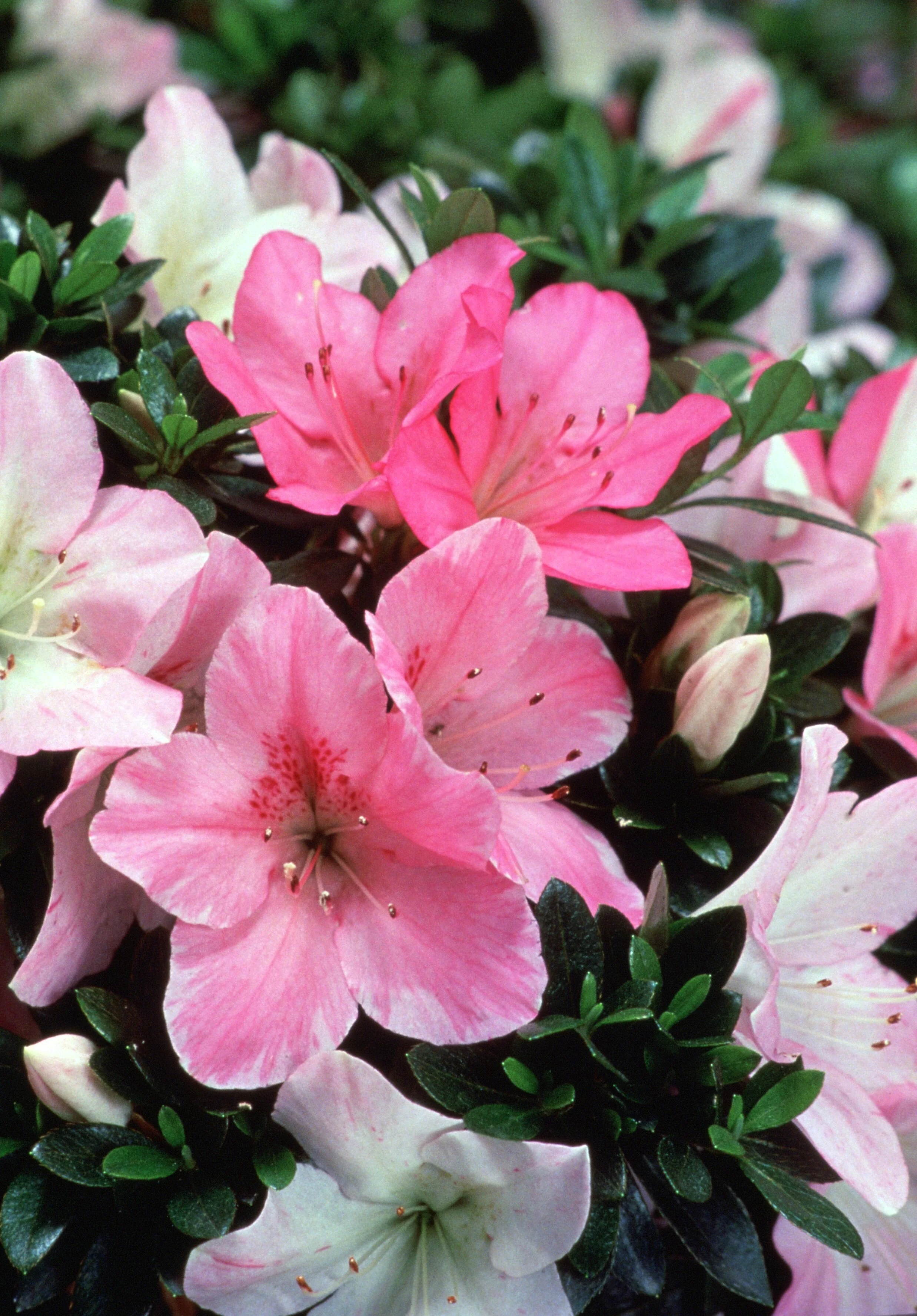 Congratulatory Light Azalea 2 Congratulatory Light Azalea