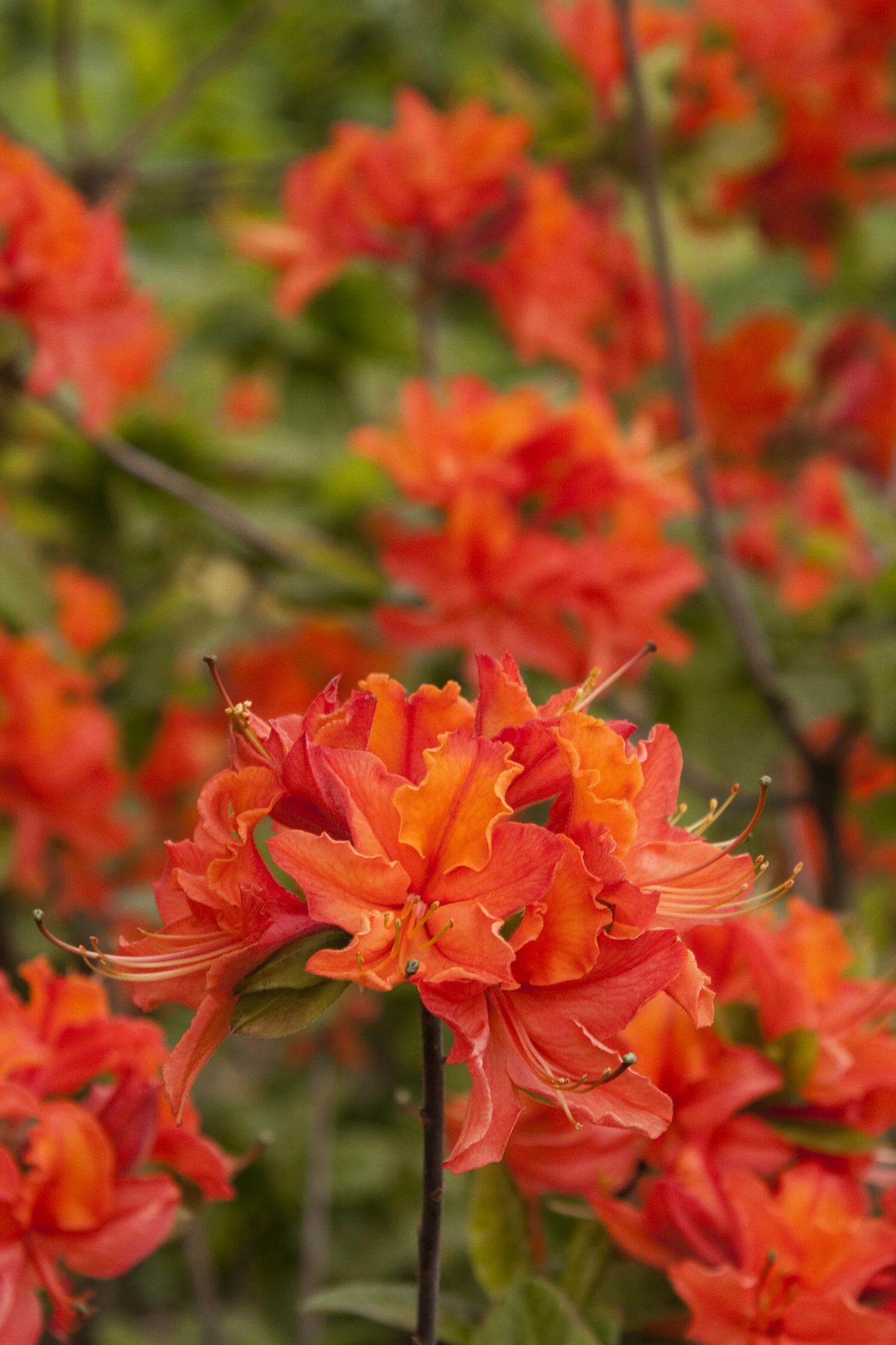 Mandarin Lights Azalea