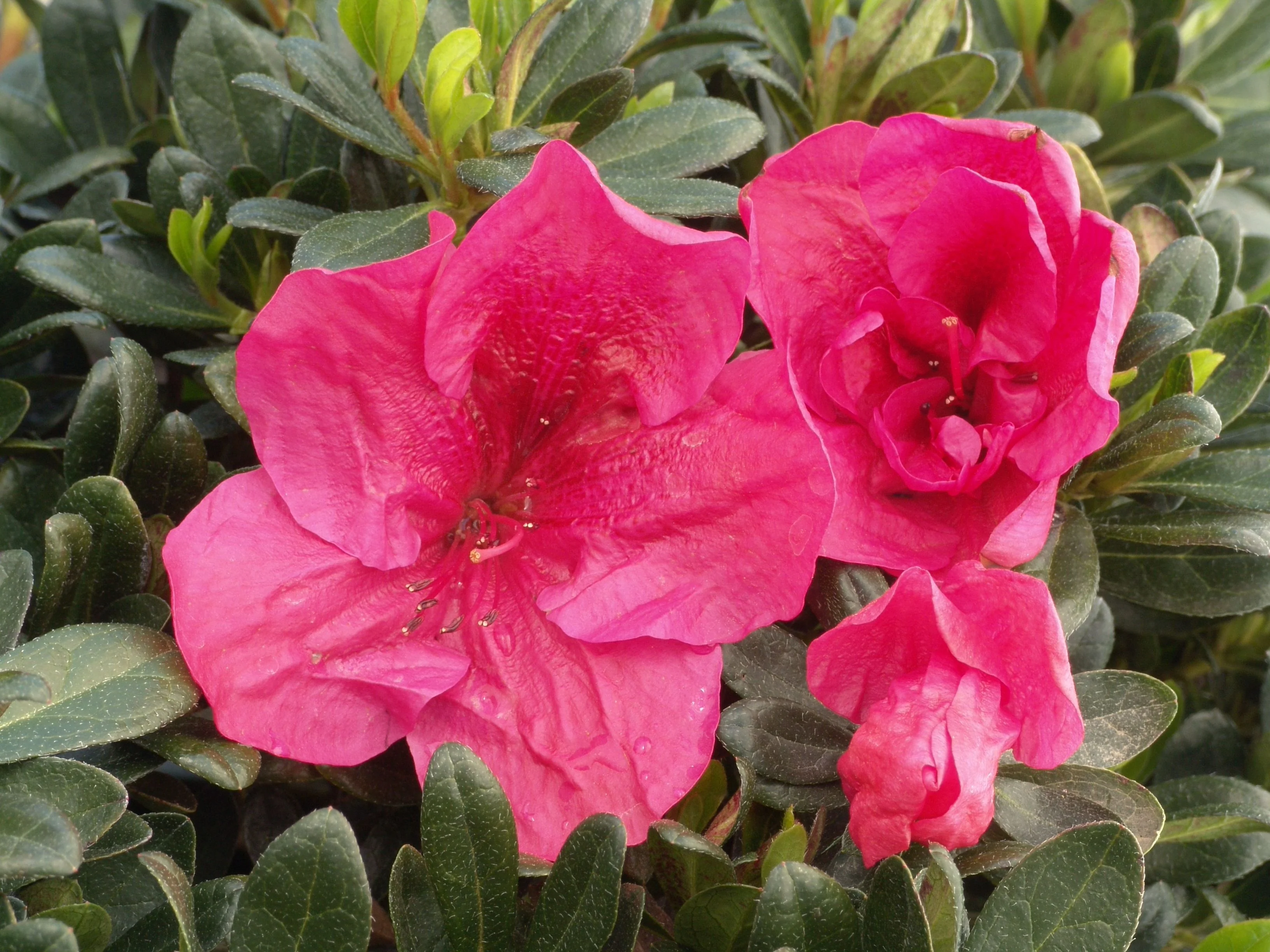 Nuccio's Wild Cherry Azalea