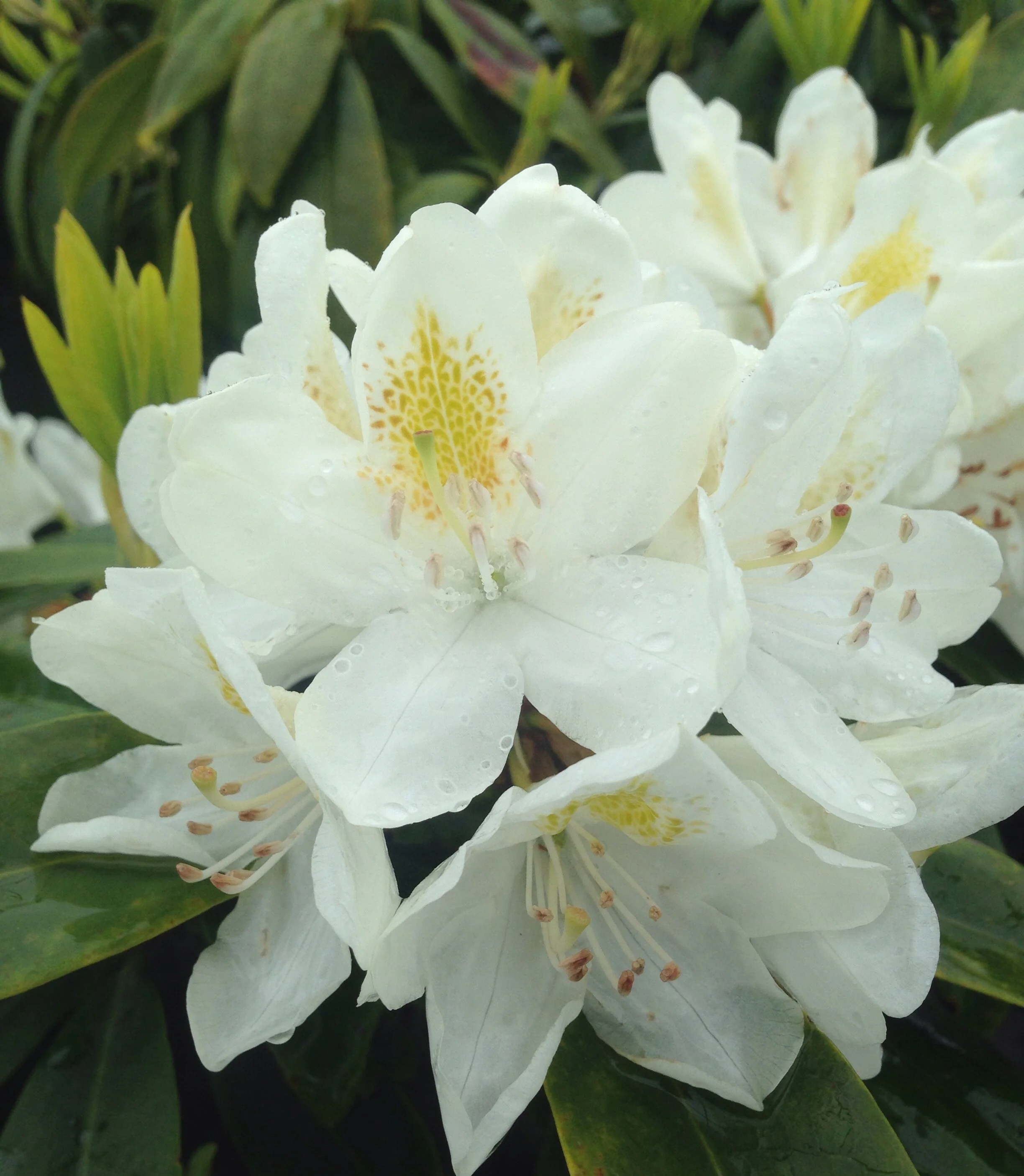 Chionoides Rhododendron 5 Chionoides Rhododendron