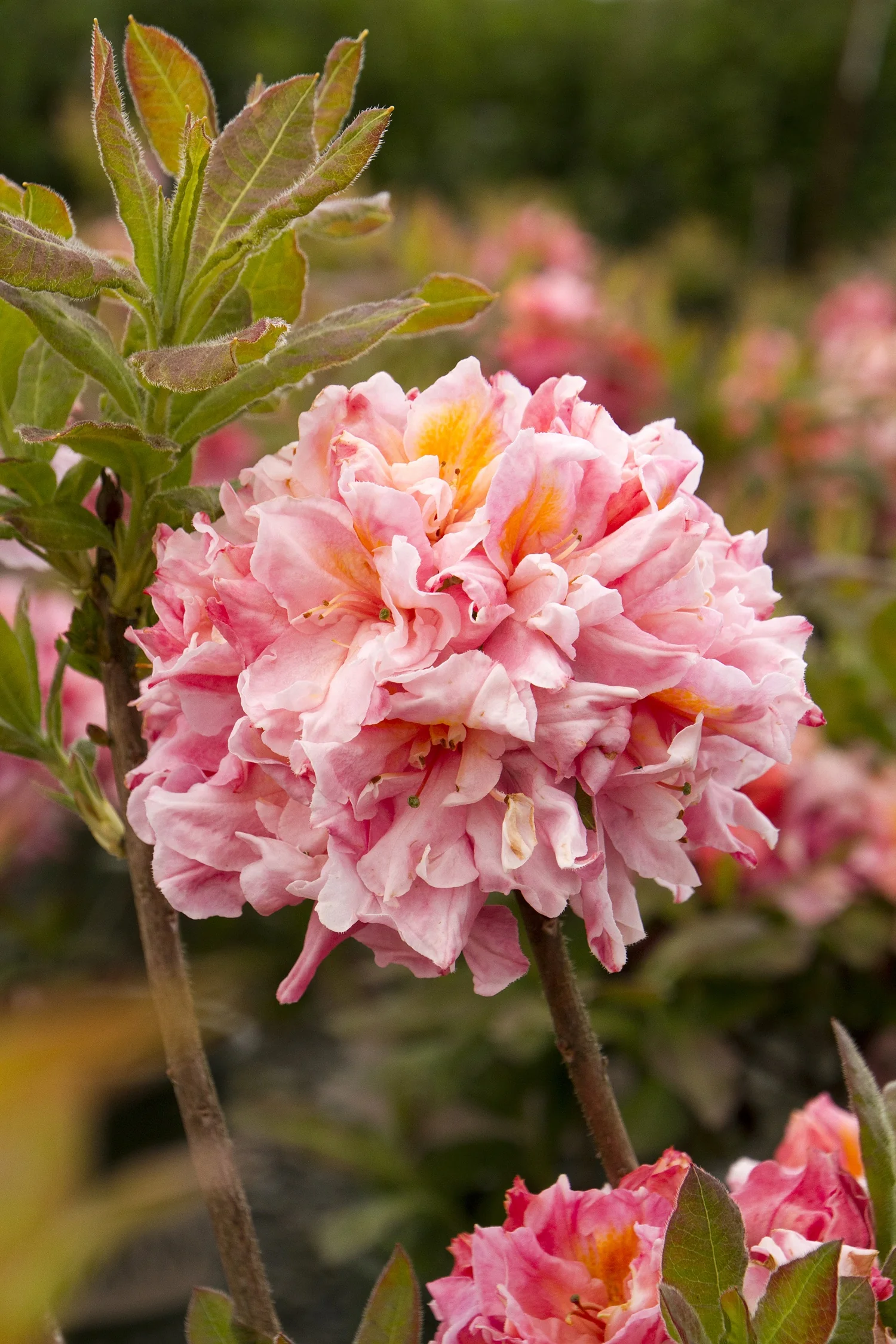 Sunset Pink Azalea 1 Sunset Pink Azalea