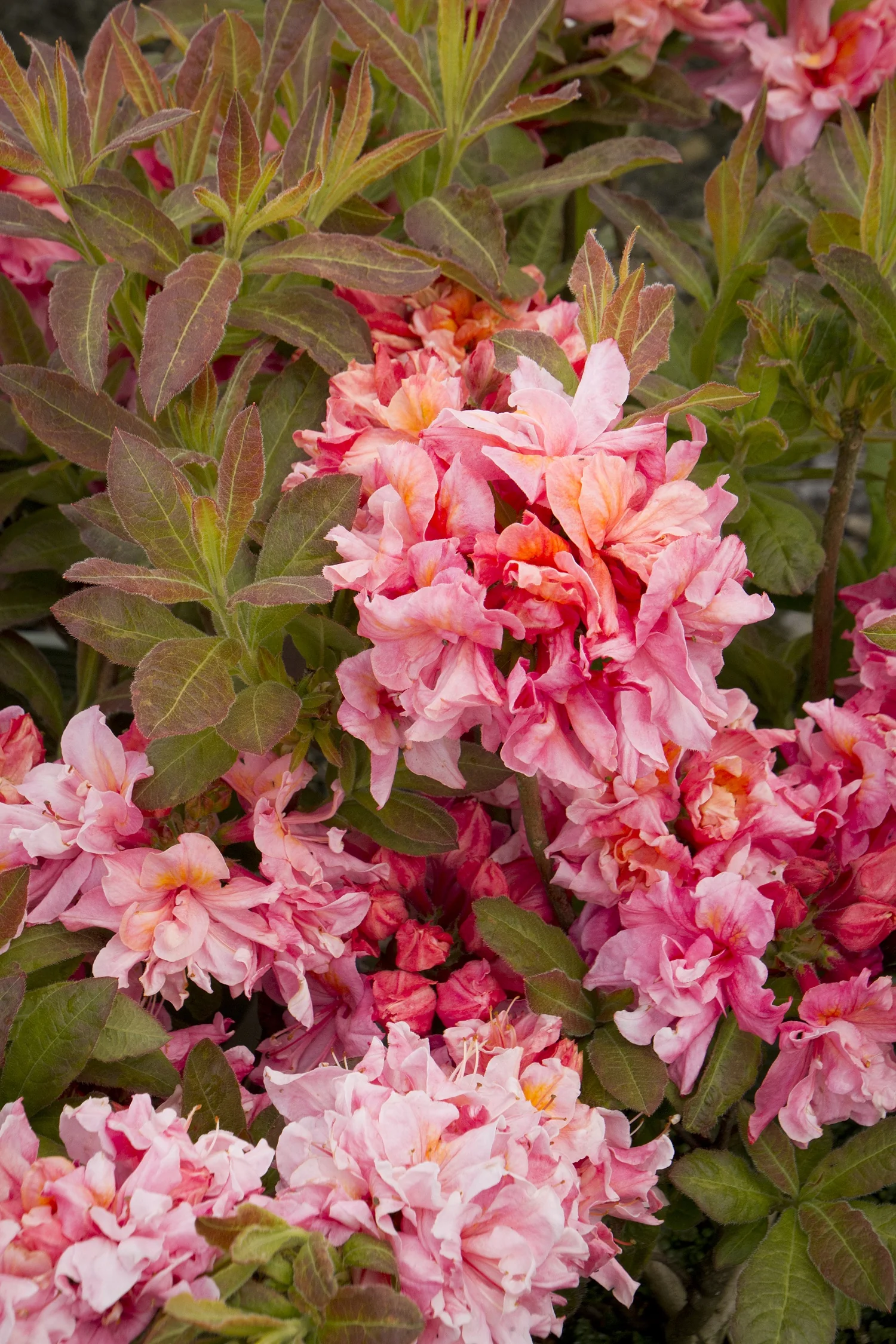 Sunset Pink Azalea 2 Sunset Pink Azalea