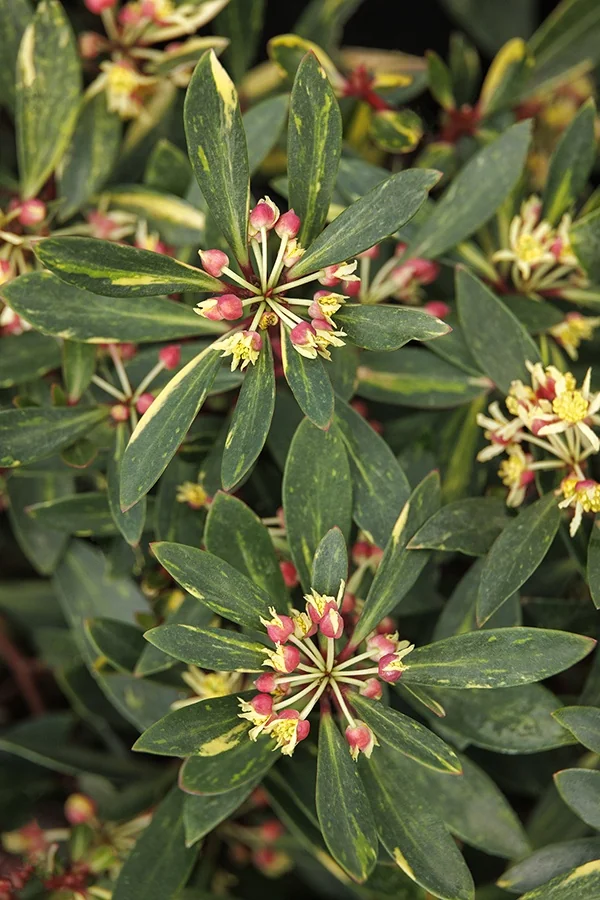 Suzette Mountain Pepper