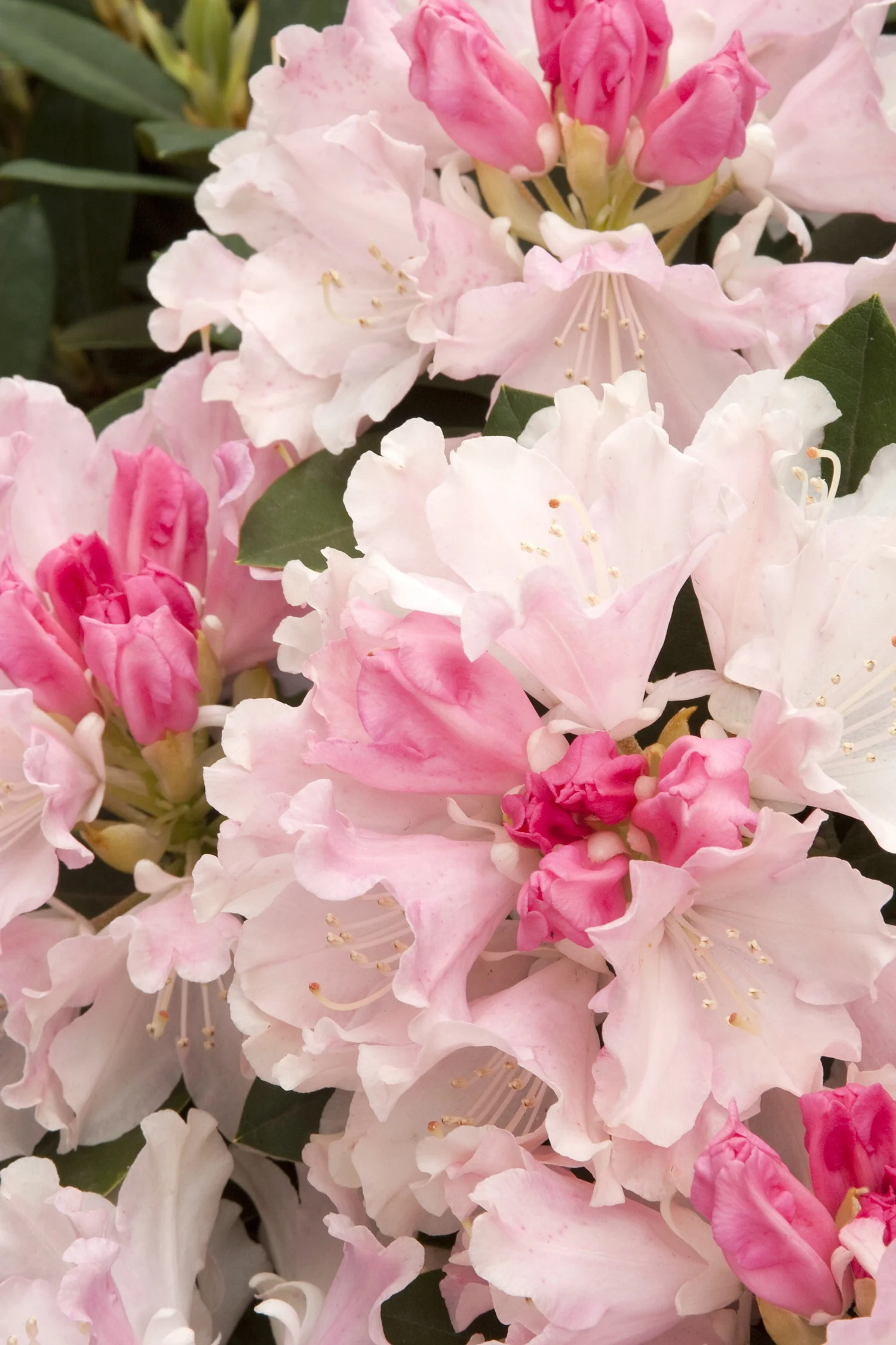 Looking Glass Rhododendron