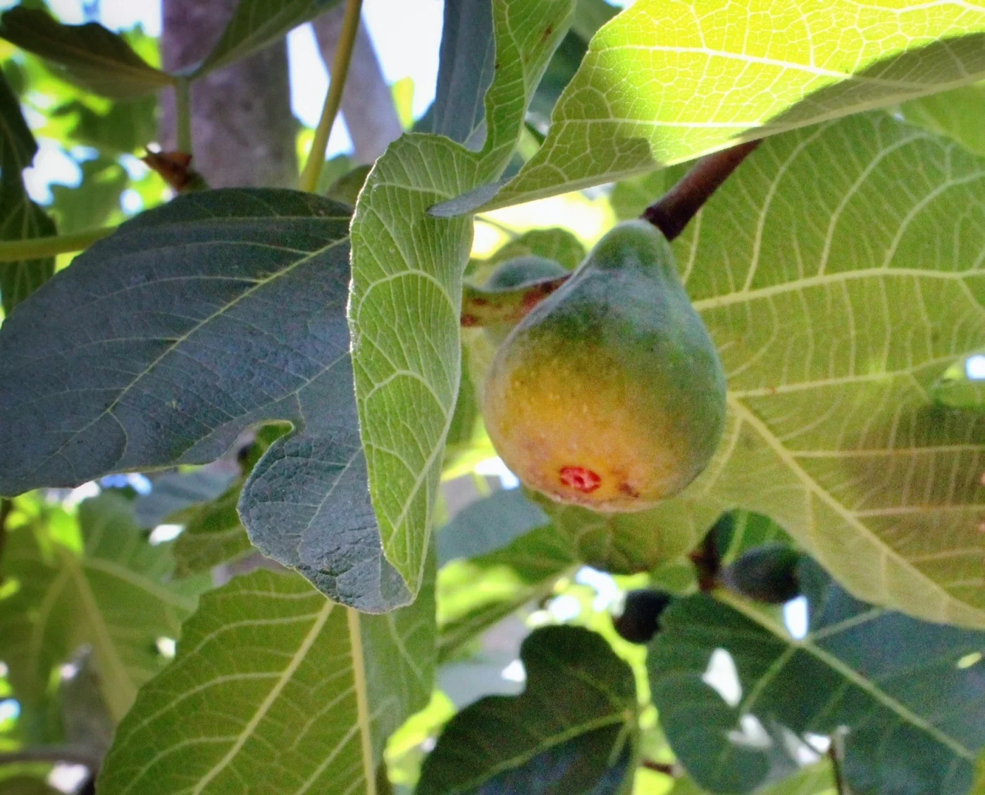 Corky's Honey Delight® Fig