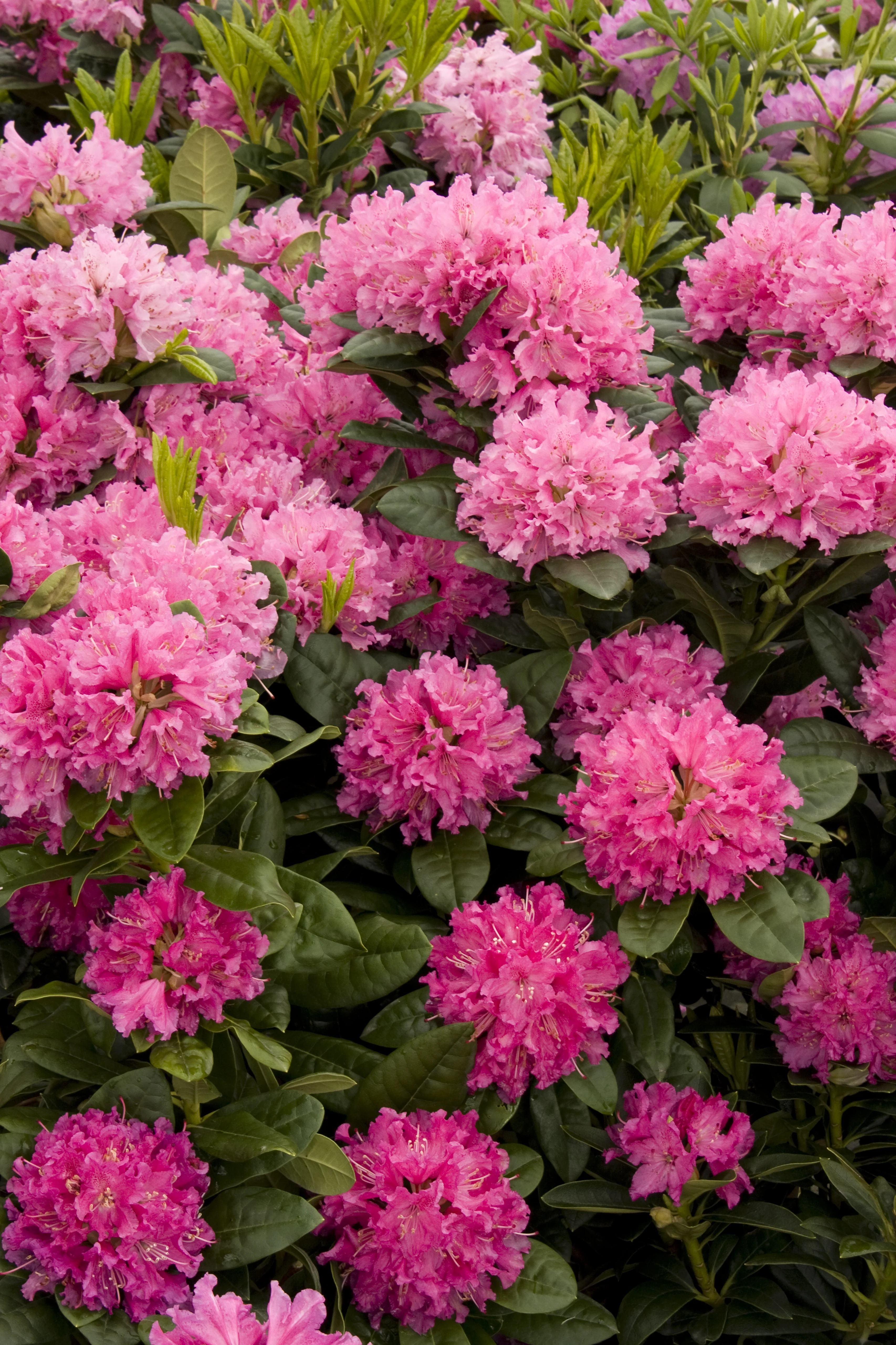 Rocket Rhododendron 1 Rocket Rhododendron