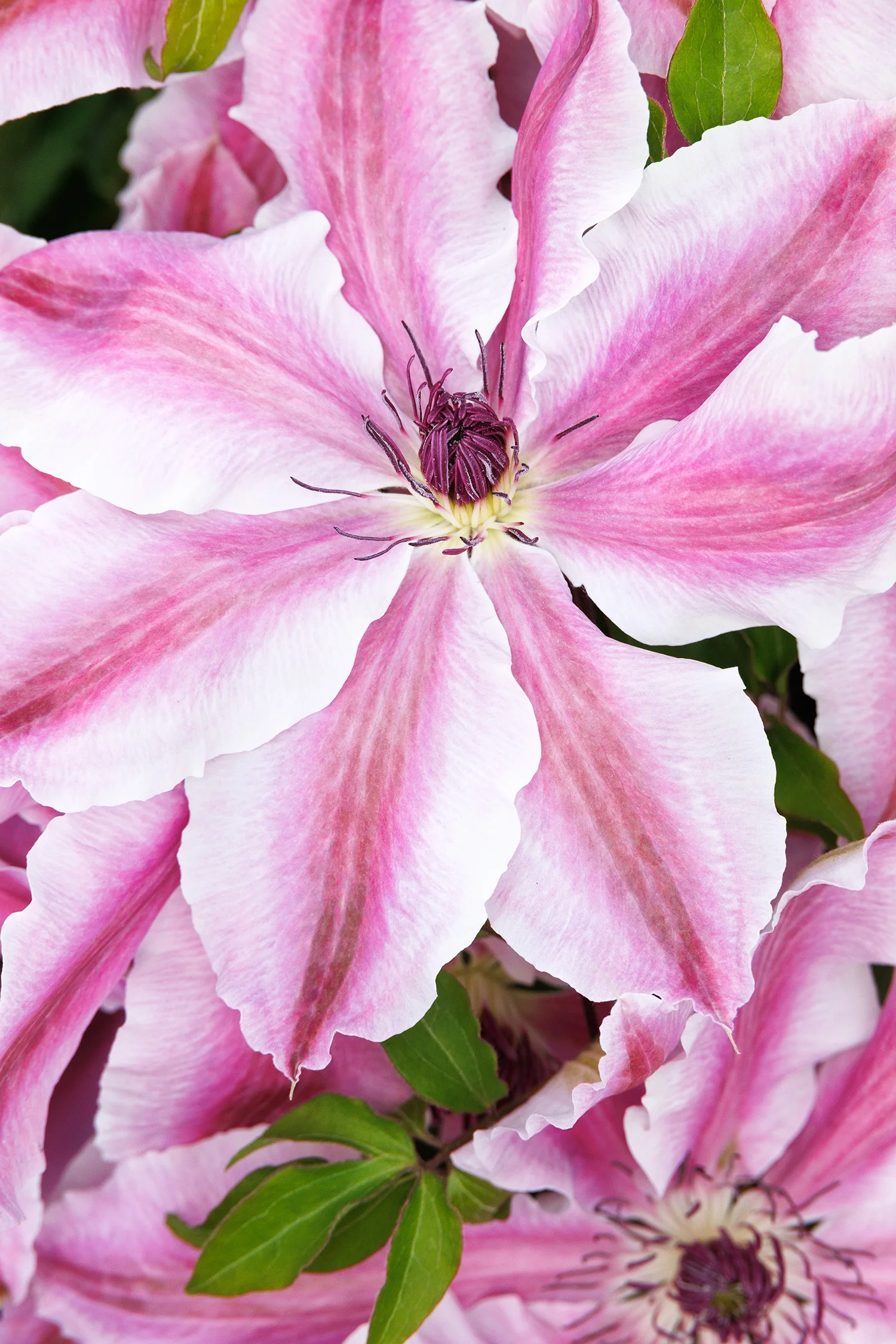 Vancouver™ Mystic Gem Clematis 5 Vancouver™ Mystic Gem Clematis