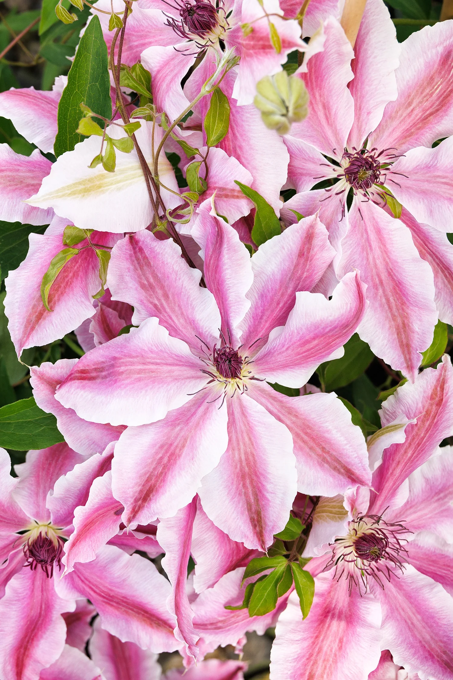 Vancouver™ Mystic Gem Clematis