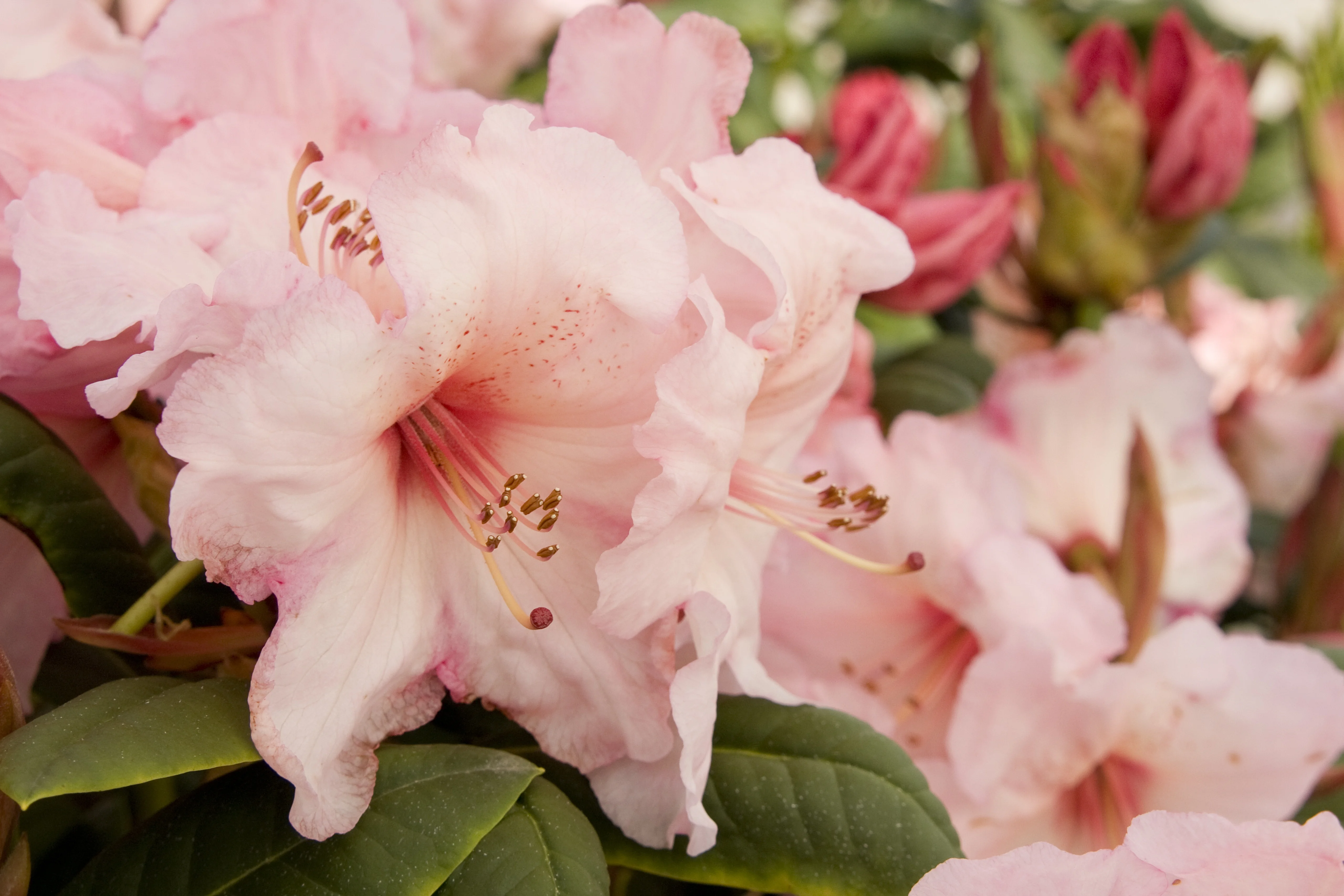 Virginia Richards Rhododendron 4 Virginia Richards Rhododendron