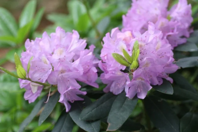 Grandiflorum Catawba Rhododendron 1 Grandiflorum Catawba Rhododendron