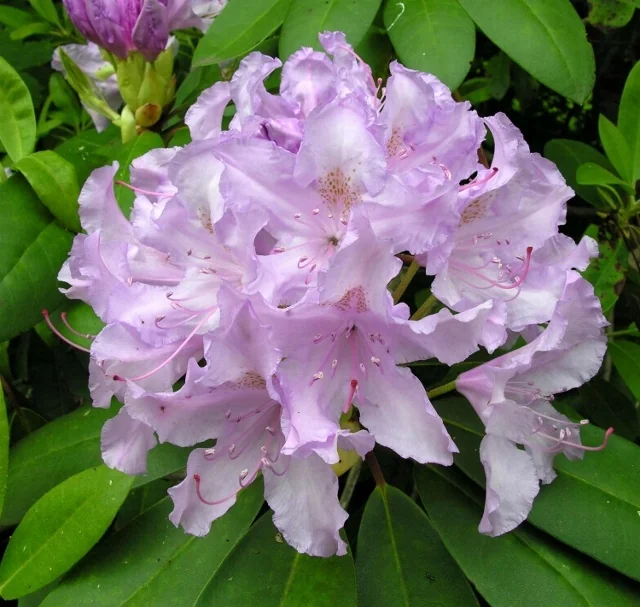Grandiflorum Catawba Rhododendron 2 Grandiflorum Catawba Rhododendron