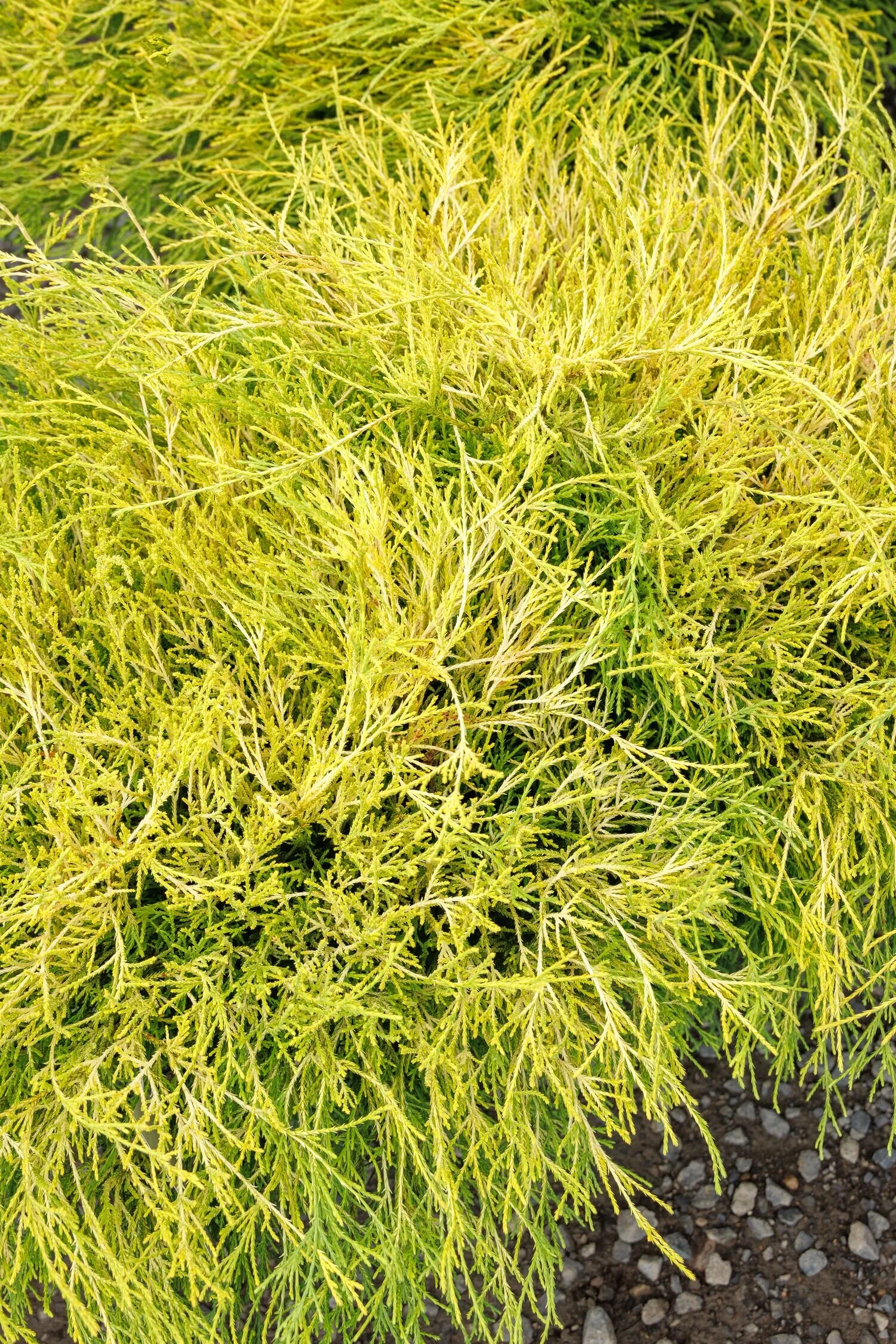 Golden Charm Thread-Branch Cypress