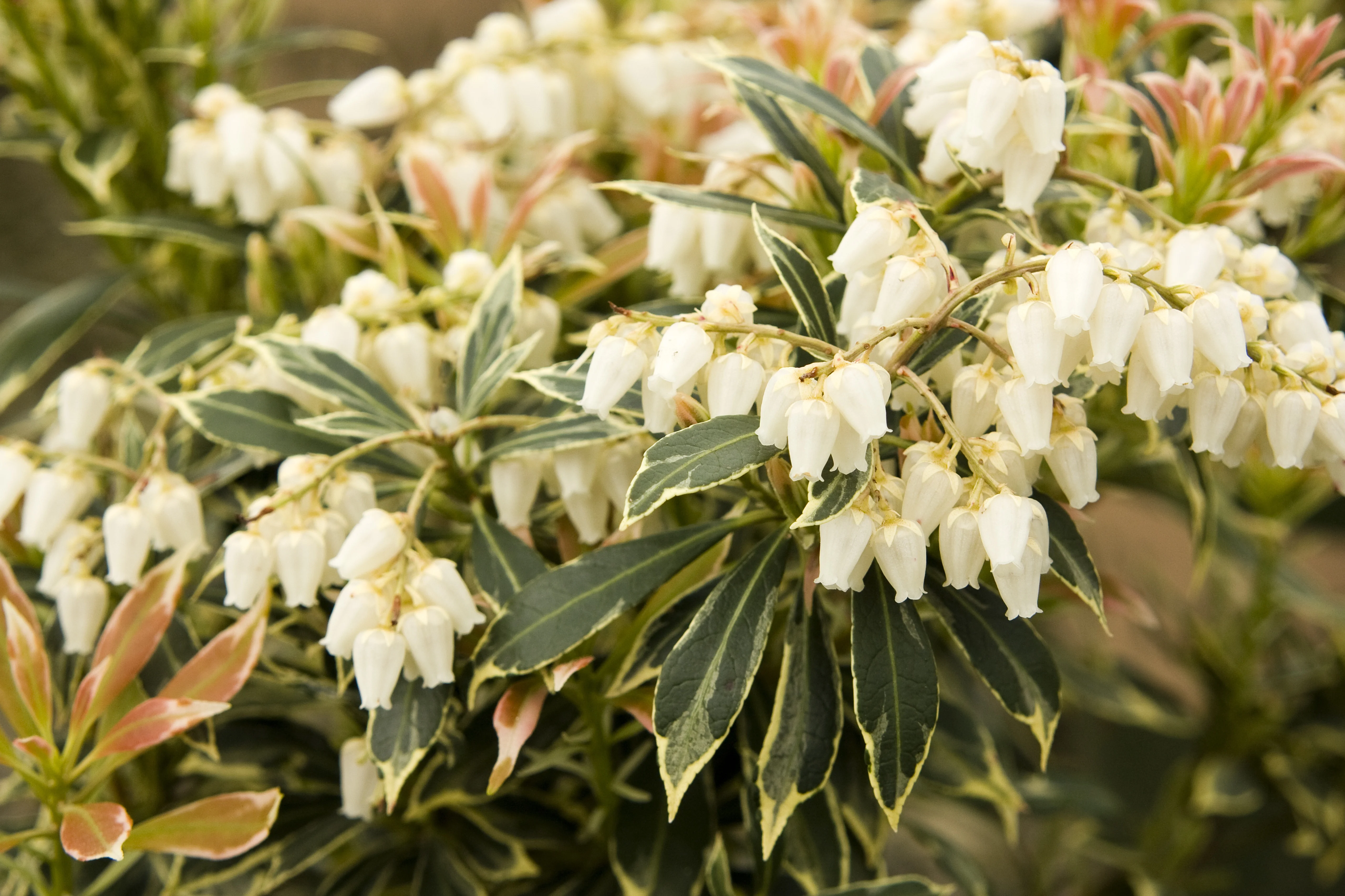 Variegated Japanese Pieris 11 Variegated Japanese Pieris