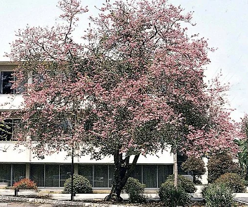 Purple Orchid Tree 2 Purple Orchid Tree