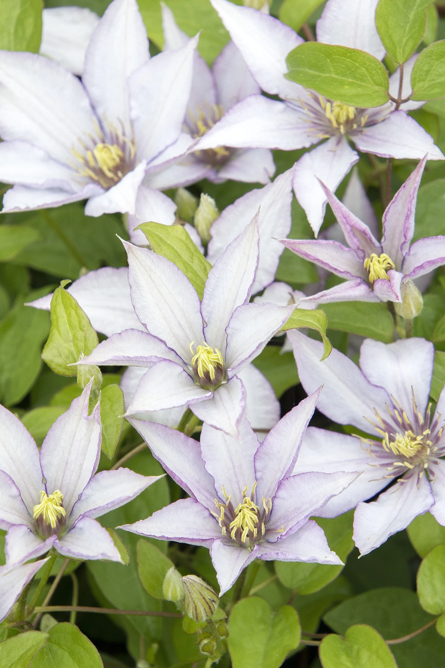 Boulevard® Samaritan Jo™ Clematis 1 Boulevard® Samaritan Jo™ Clematis
