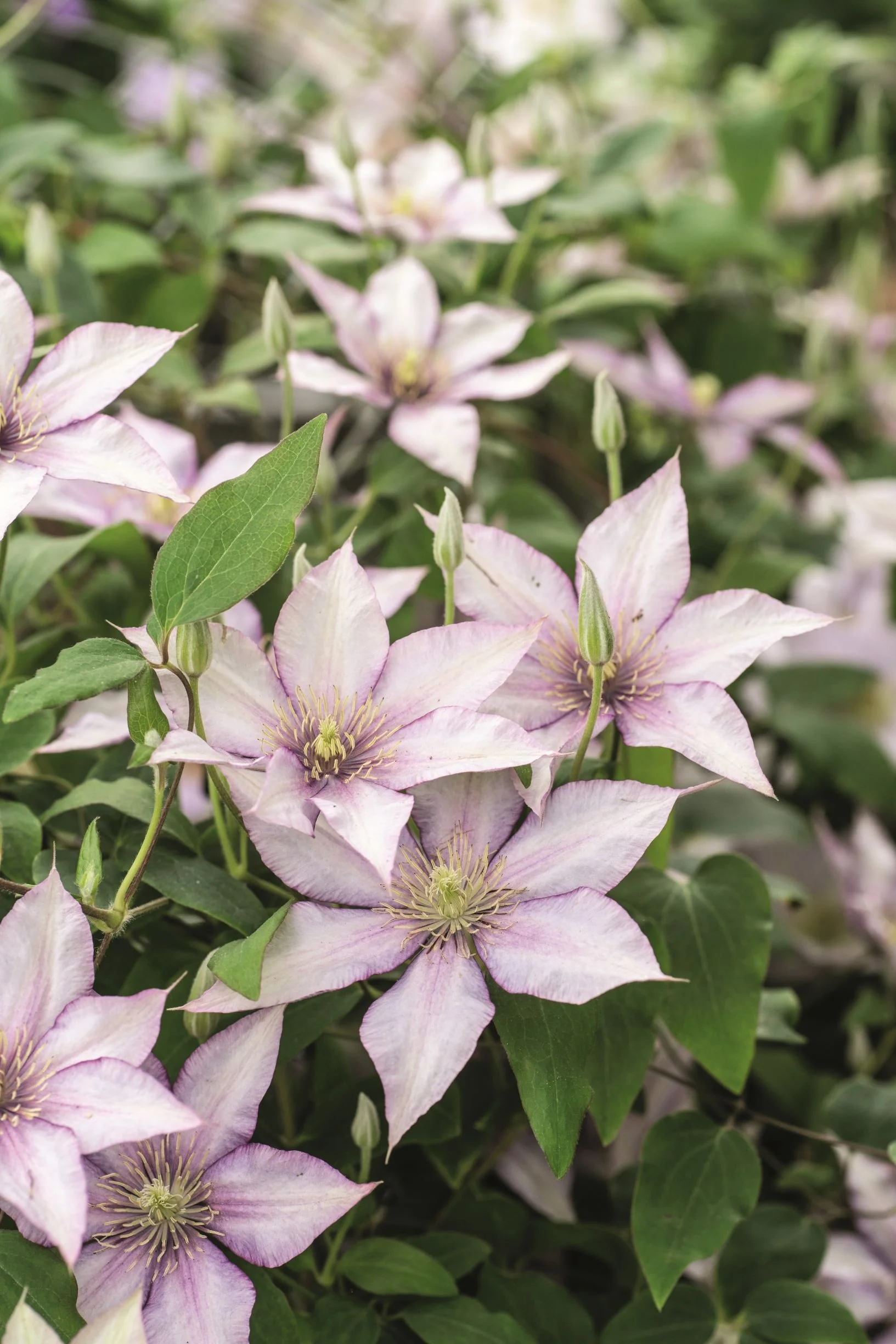 Boulevard® Samaritan Jo™ Clematis 2 Boulevard® Samaritan Jo™ Clematis