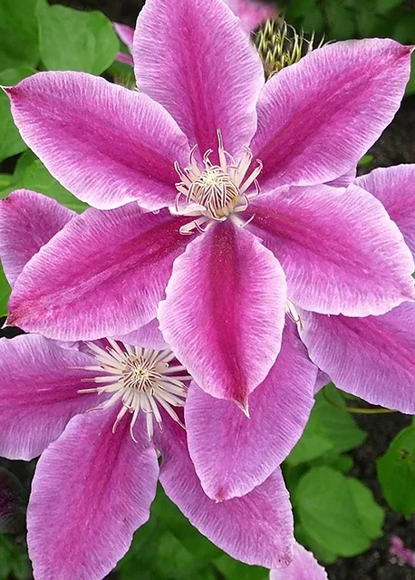 Doctor Ruppel Clematis 4 Doctor Ruppel Clematis