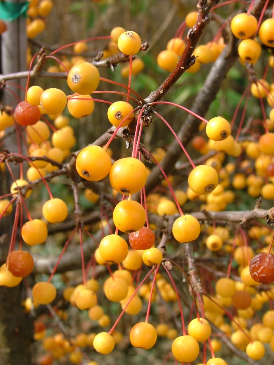 Cinderella® Dwarf Crabapple 9 Cinderella® Dwarf Crabapple