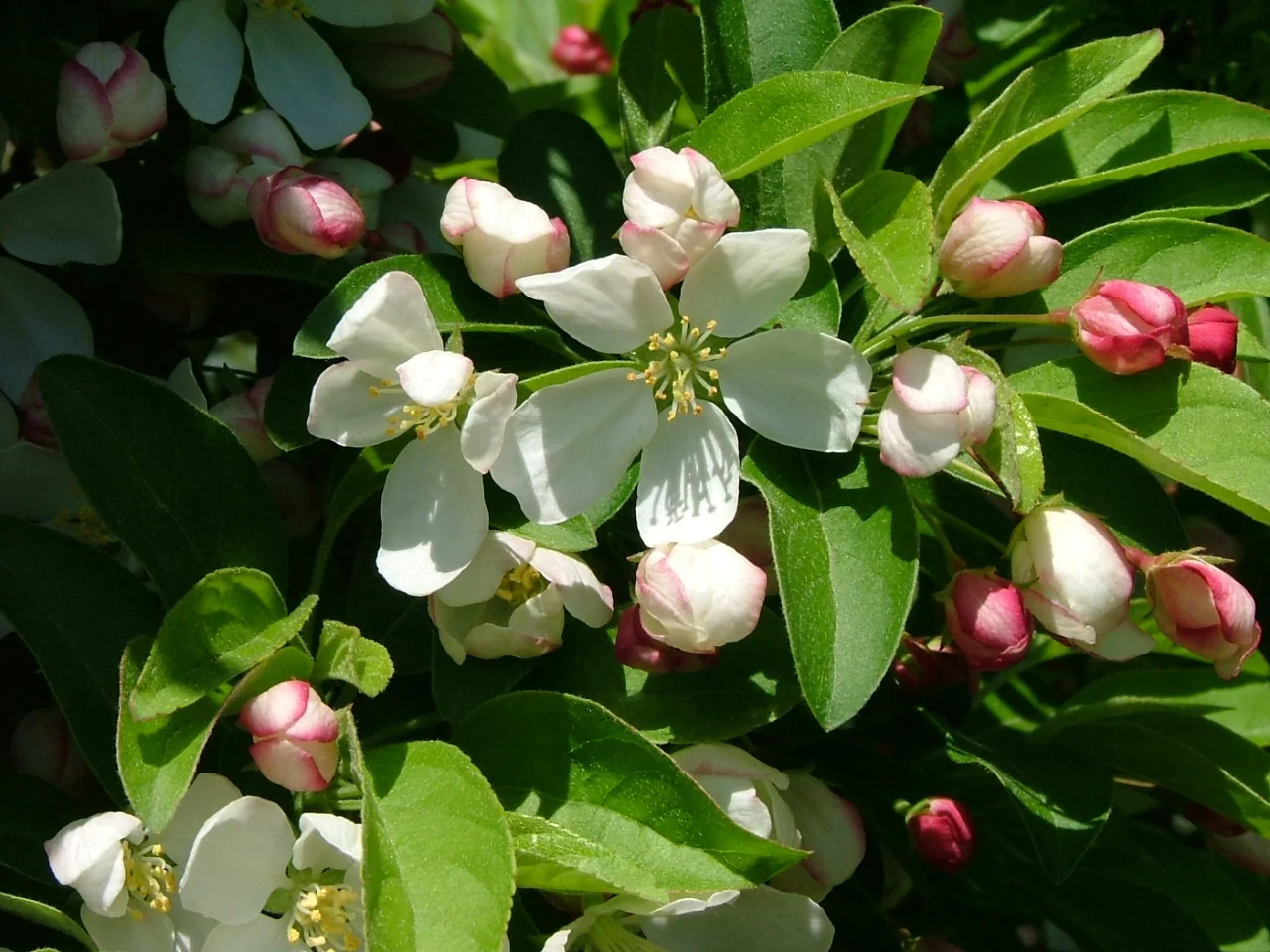 Cinderella® Dwarf Crabapple 2 Cinderella® Dwarf Crabapple