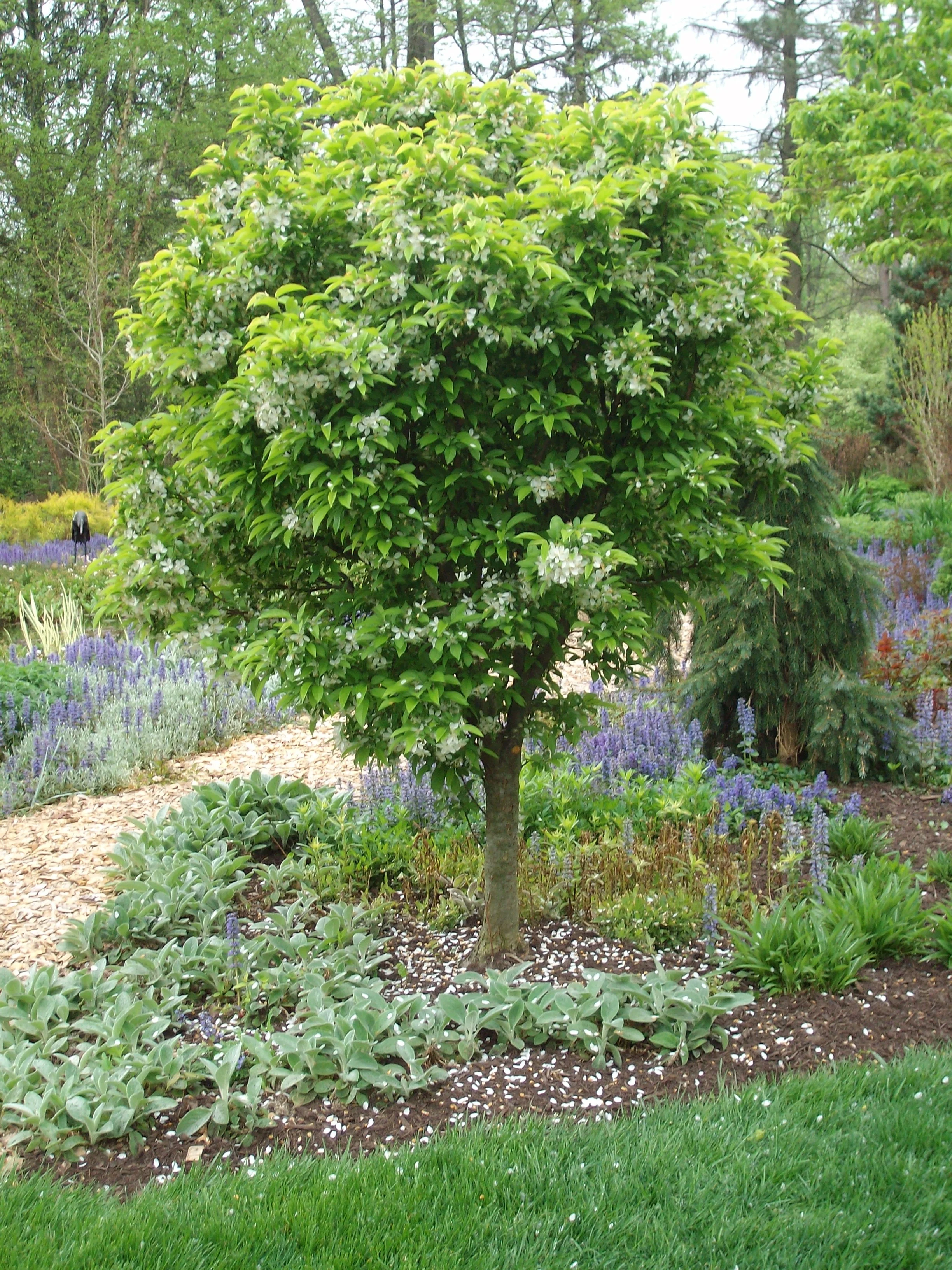 Cinderella® Dwarf Crabapple 3 Cinderella® Dwarf Crabapple