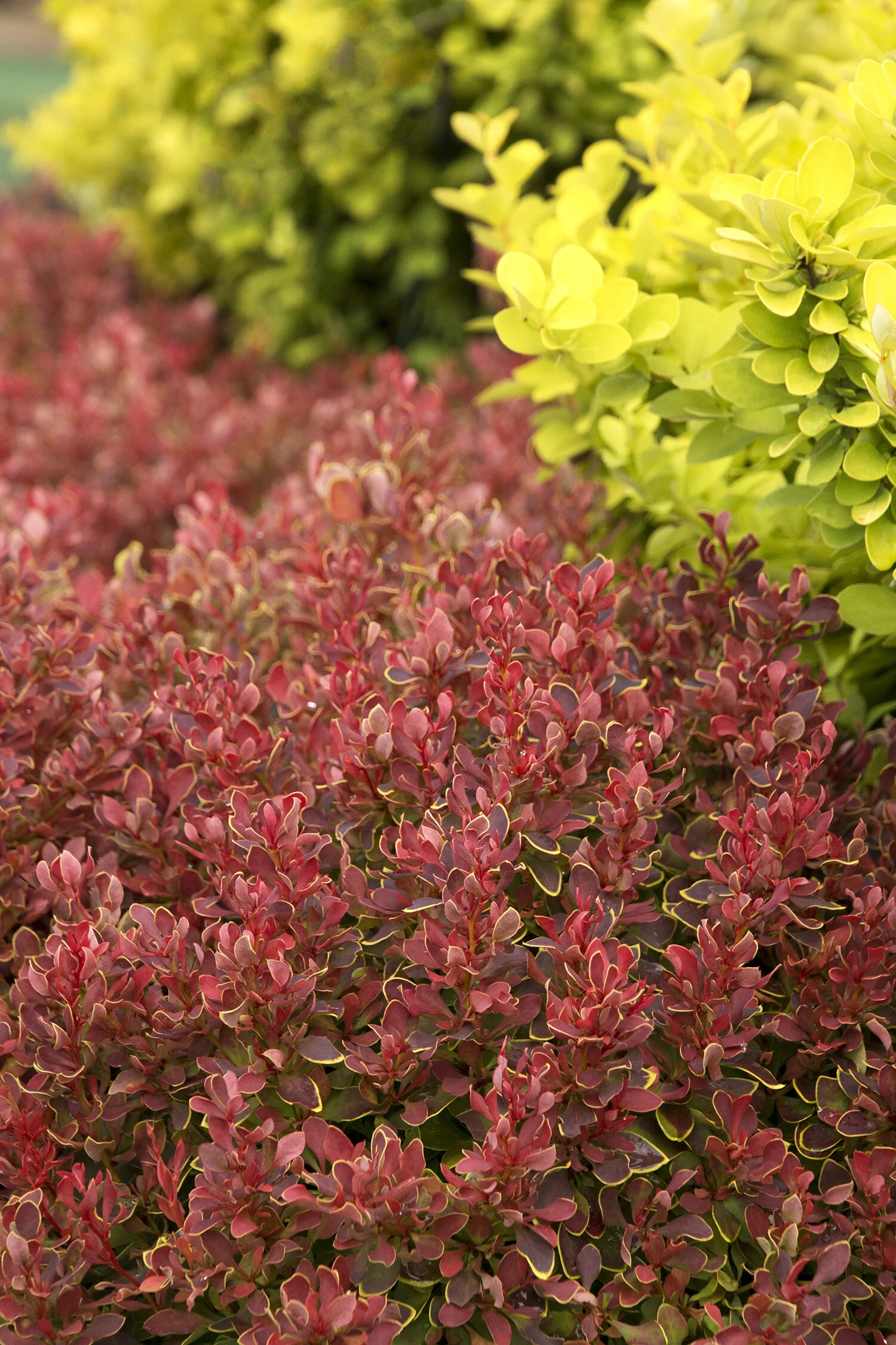 Golden Ruby® Barberry