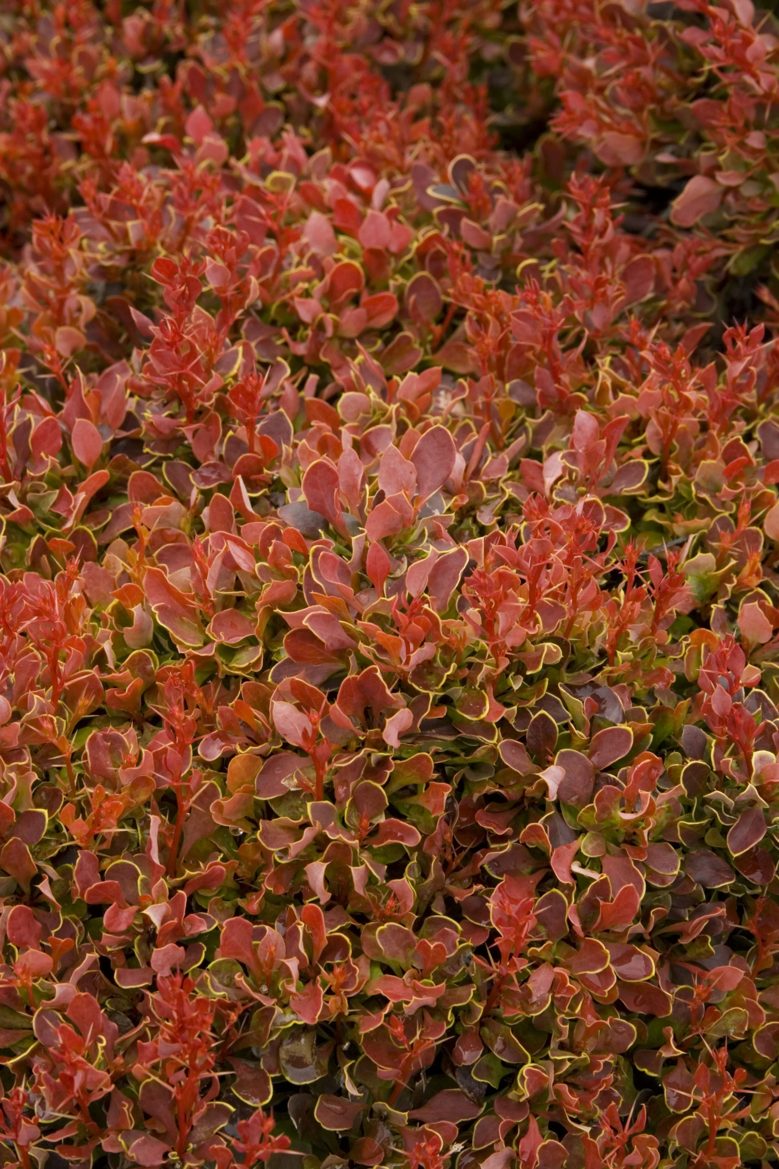 Golden Ruby® Barberry 2 Golden Ruby® Barberry