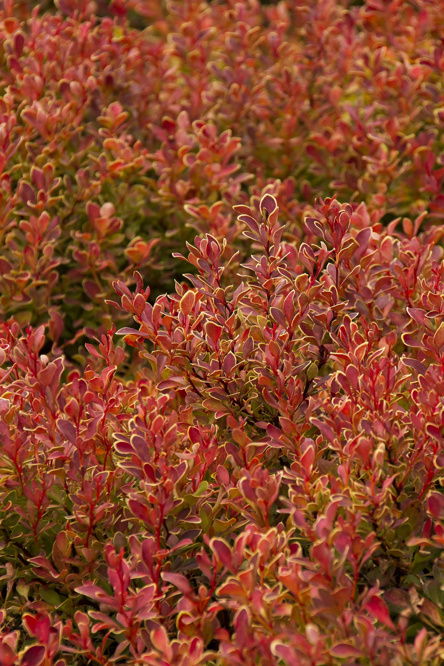 Golden Ruby® Barberry 3 Golden Ruby® Barberry