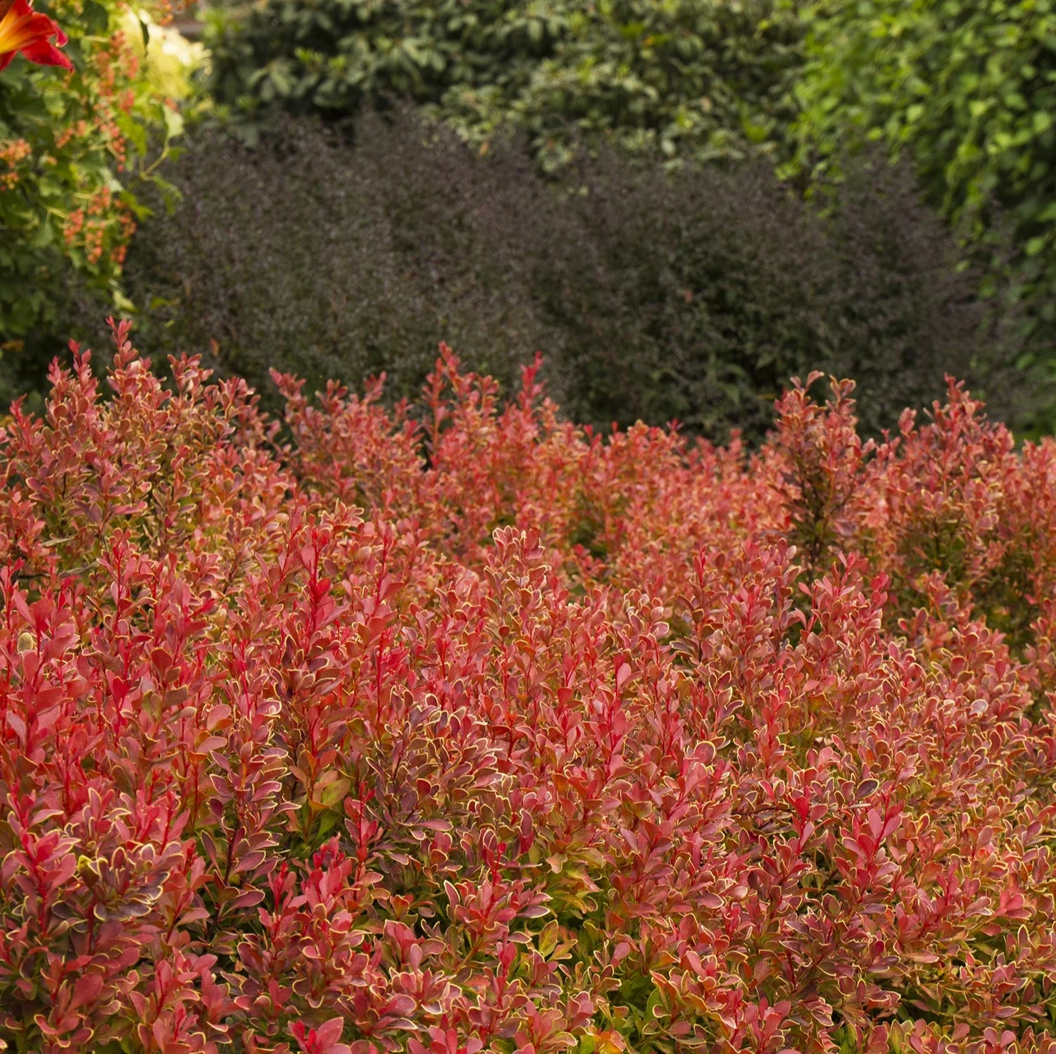 Golden Ruby® Barberry 4 Golden Ruby® Barberry