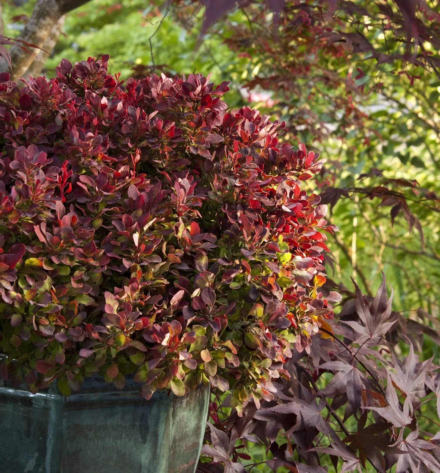 Golden Ruby® Barberry 5 Golden Ruby® Barberry