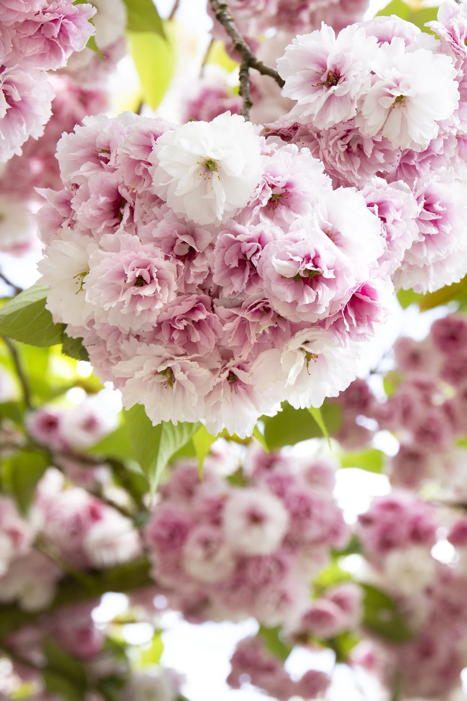 Kwanzan On Serrula Flowering Cherry