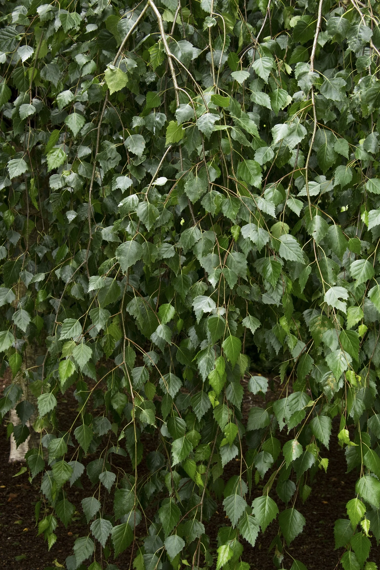 Young's Weeping Birch 7 Young's Weeping Birch