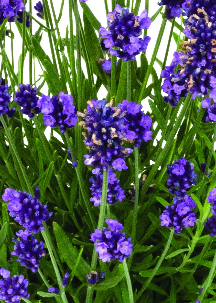 La Diva Eternal Elegance English Lavender 1 La Diva Eternal Elegance English Lavender