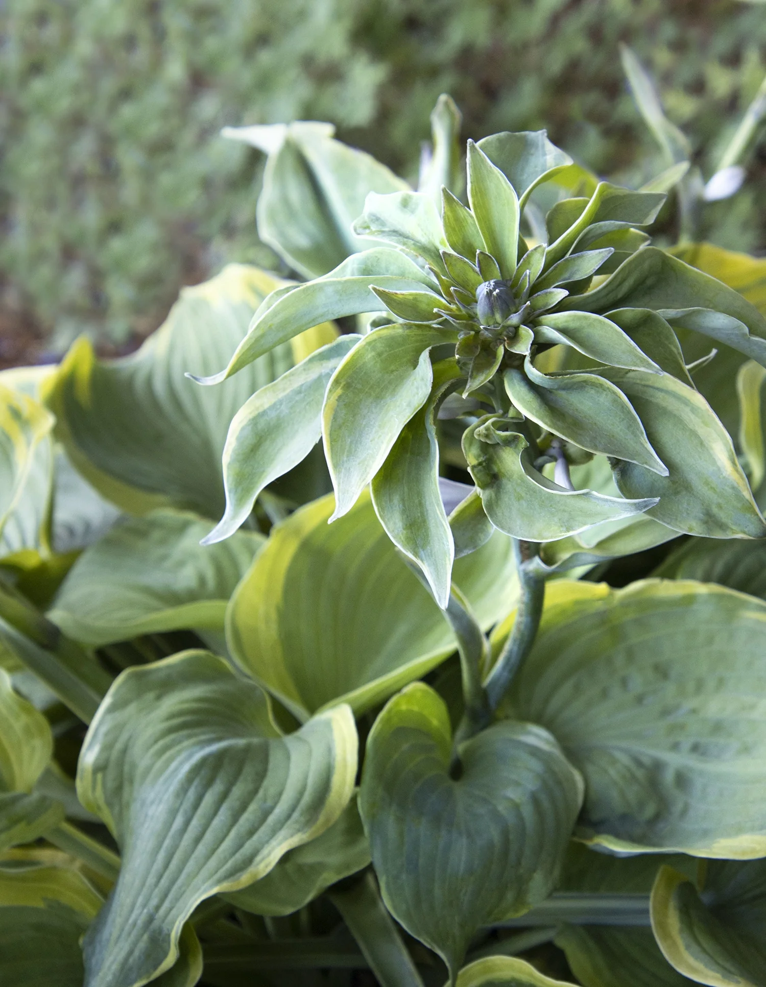 Earth Angel Hosta 1 Earth Angel Hosta