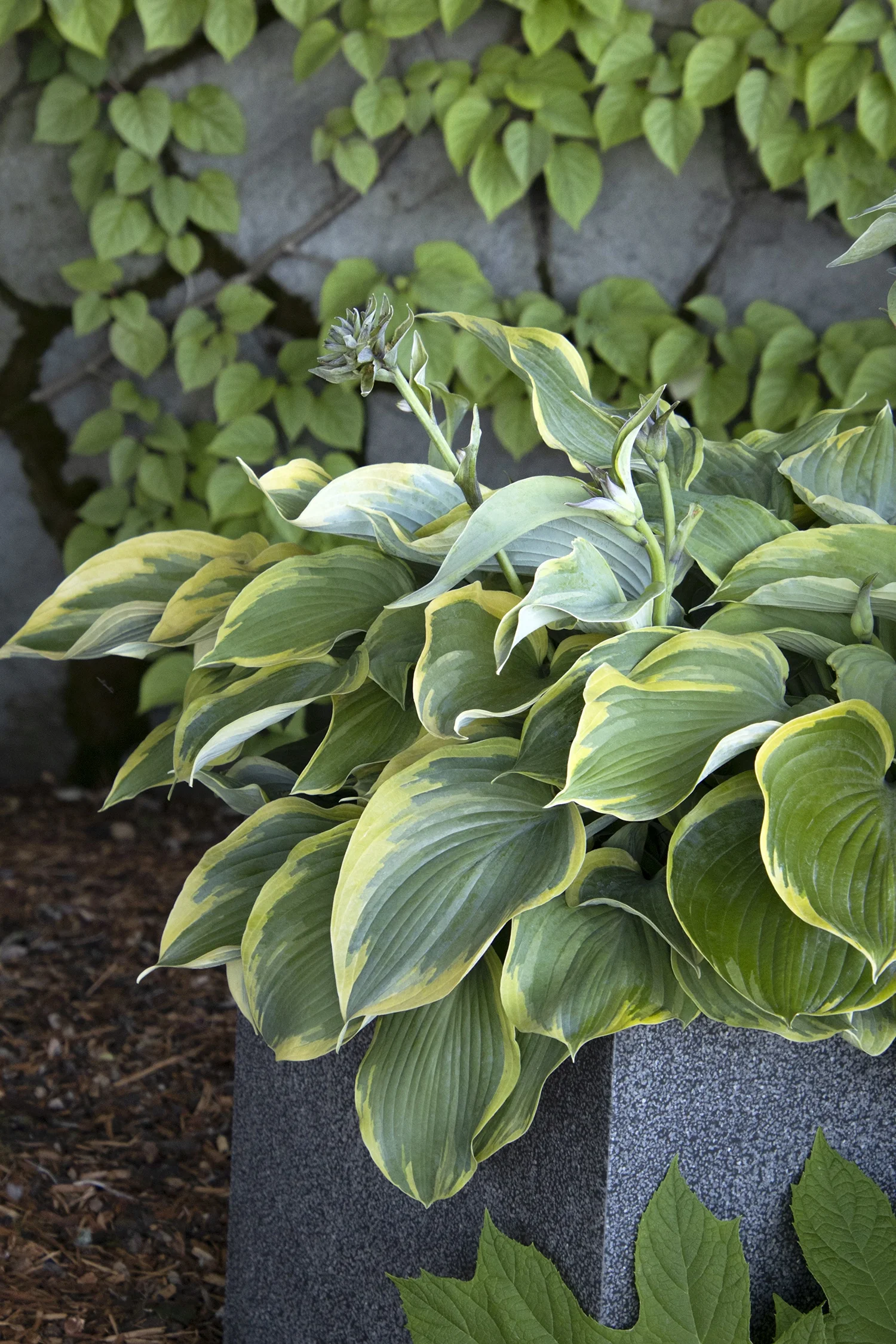Earth Angel Hosta 2 Earth Angel Hosta