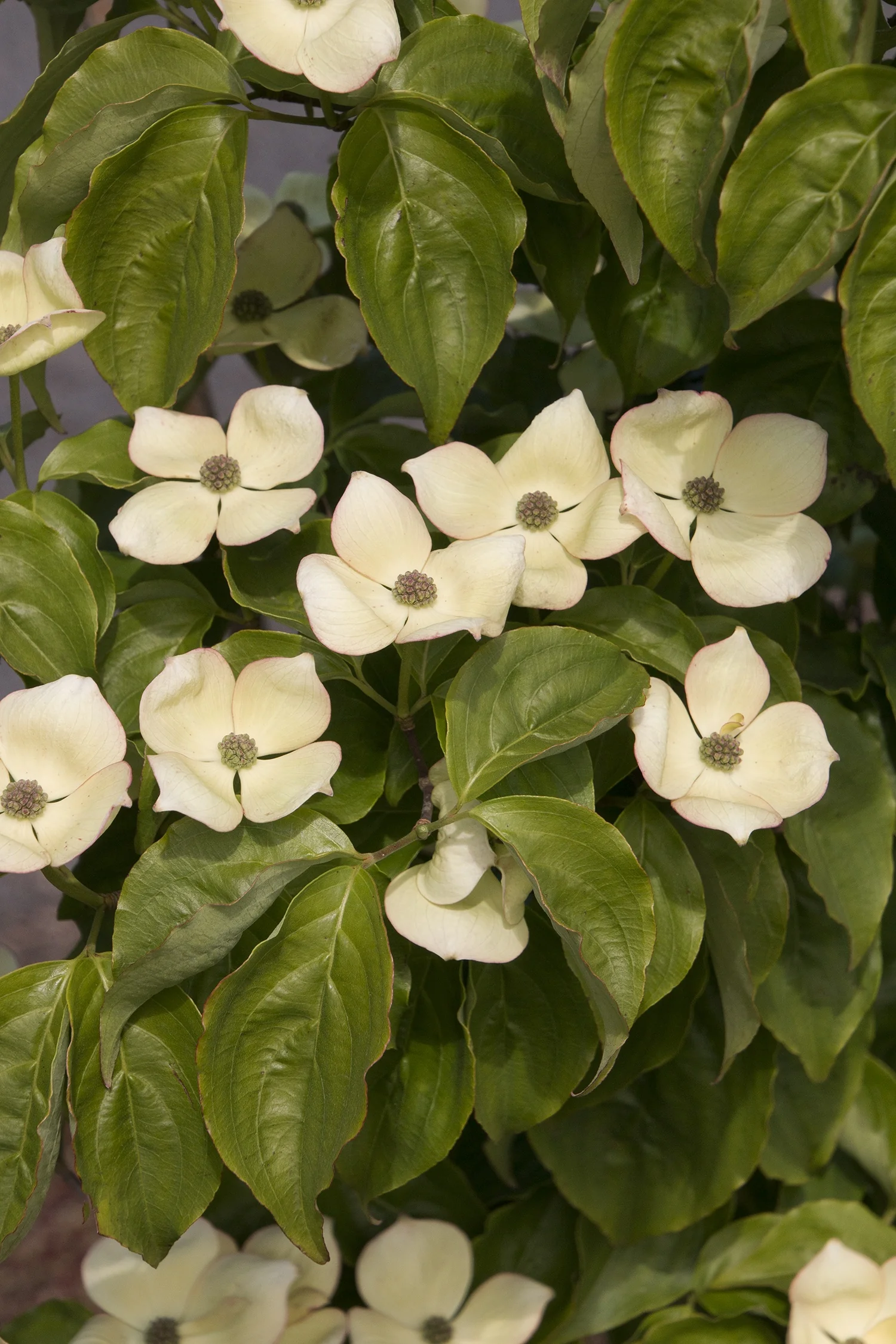 Hyperion® Dogwood 1 Hyperion® Dogwood