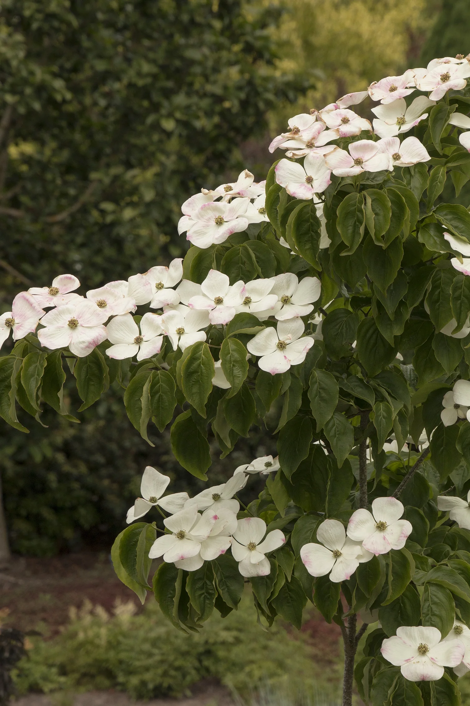 Hyperion® Dogwood 2 Hyperion® Dogwood
