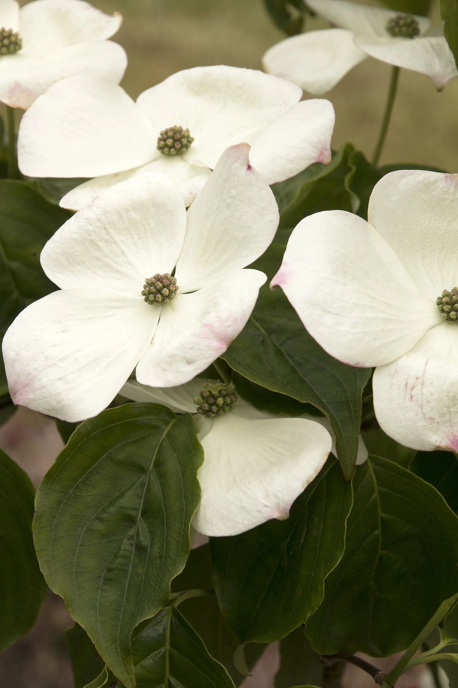 Hyperion® Dogwood 3 Hyperion® Dogwood