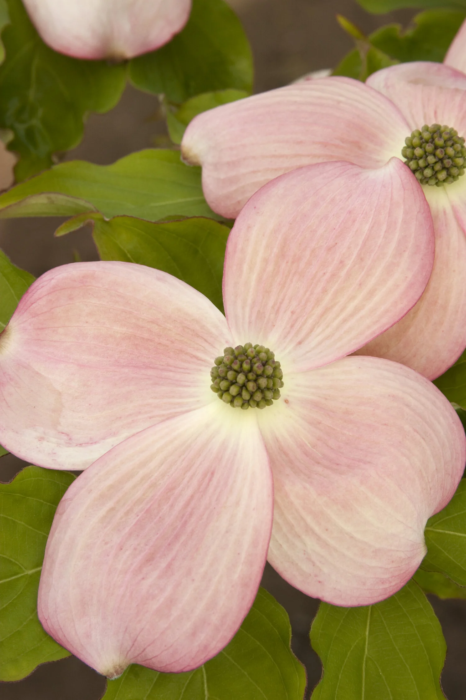 Stellar Pink® Dogwood