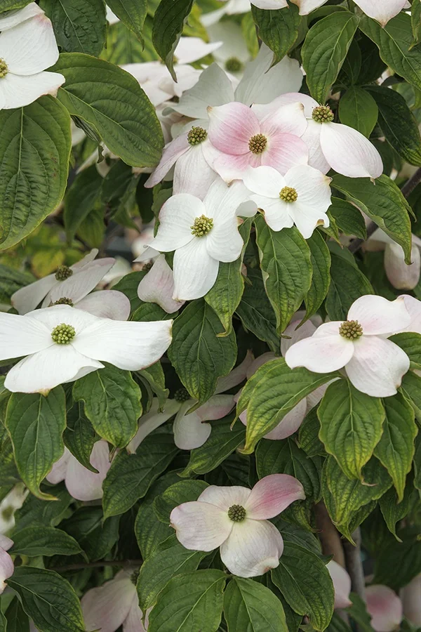 Constellation® Dogwood 6 Constellation® Dogwood