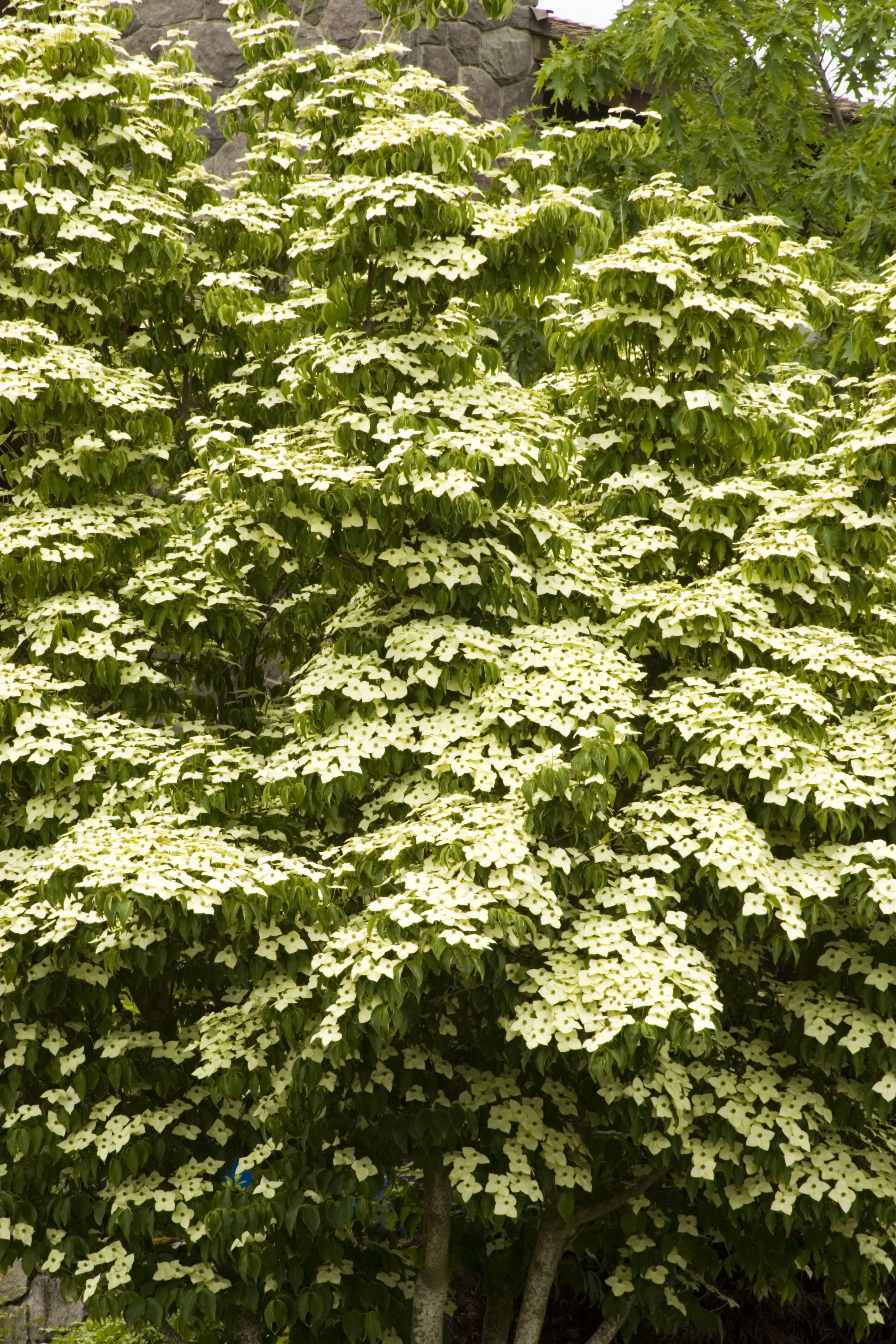 Chinese Dogwood 5 Chinese Dogwood
