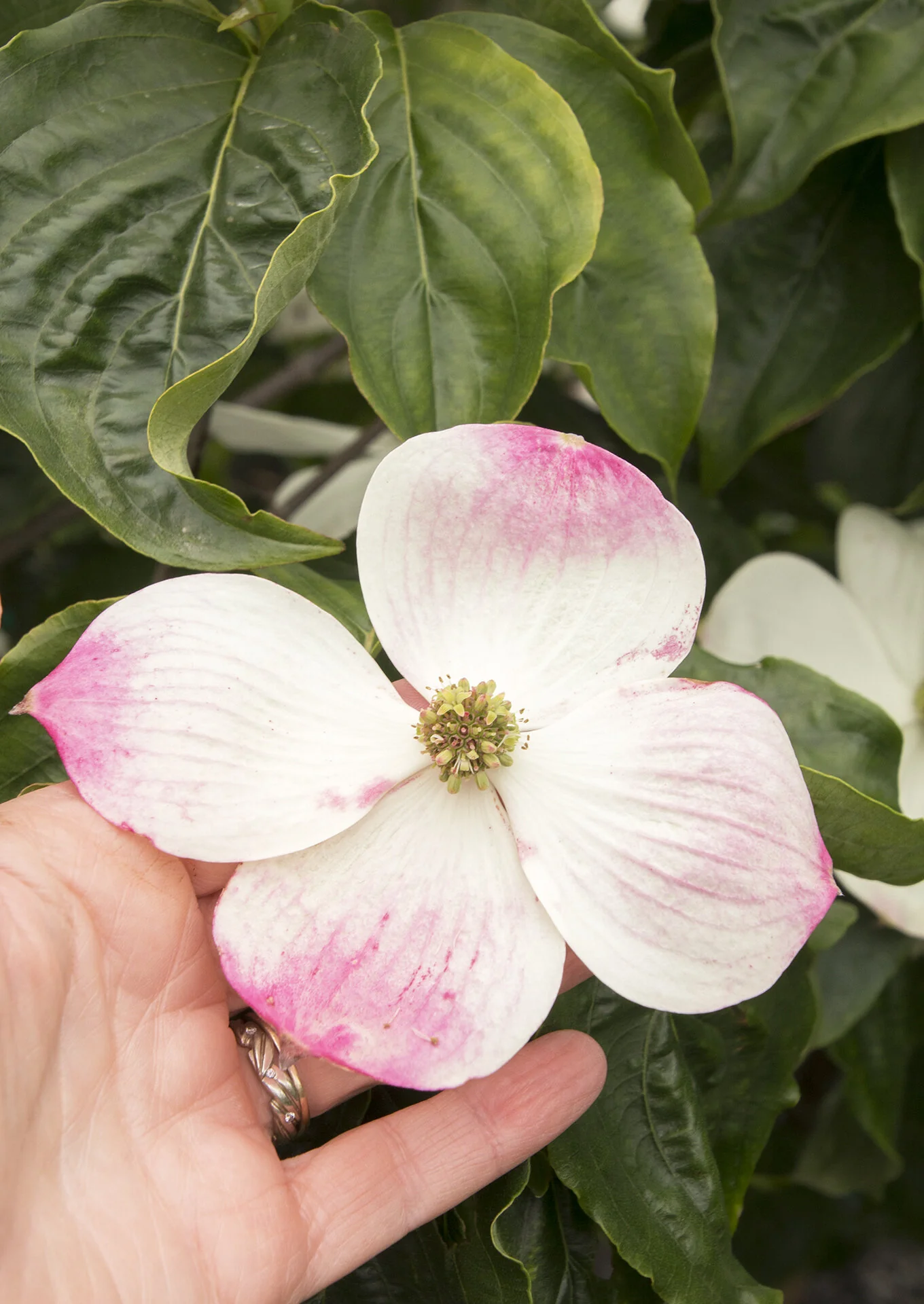 Pink Japanese Dogwood 1 Pink Japanese Dogwood