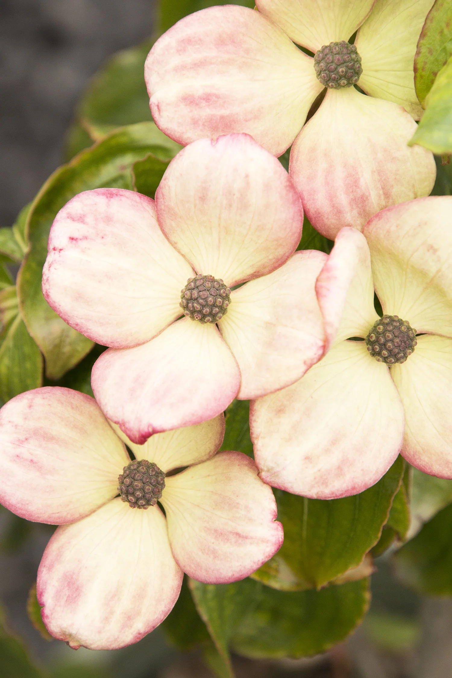 Pink Japanese Dogwood 2 Pink Japanese Dogwood