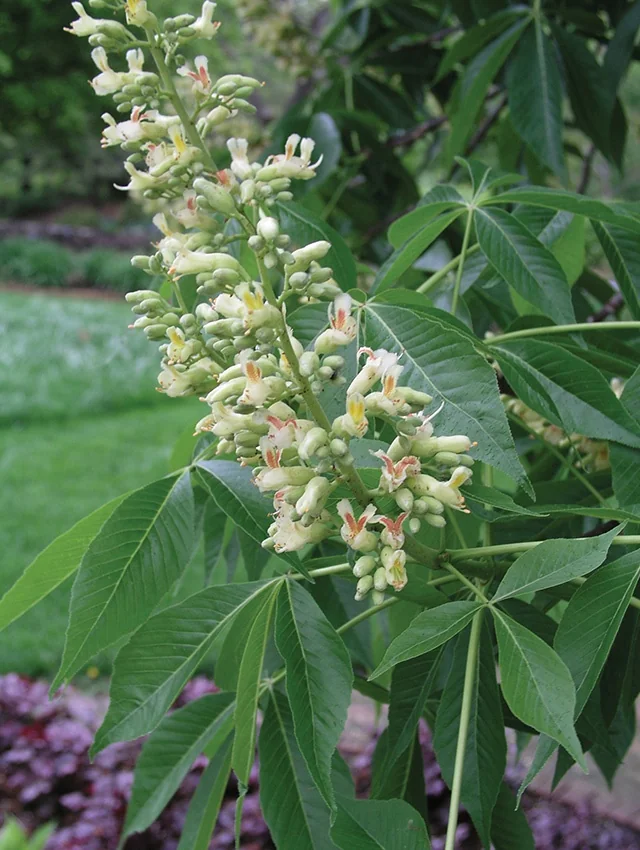 Autumn Splendor Horse Chestnut 4 Autumn Splendor Horse Chestnut
