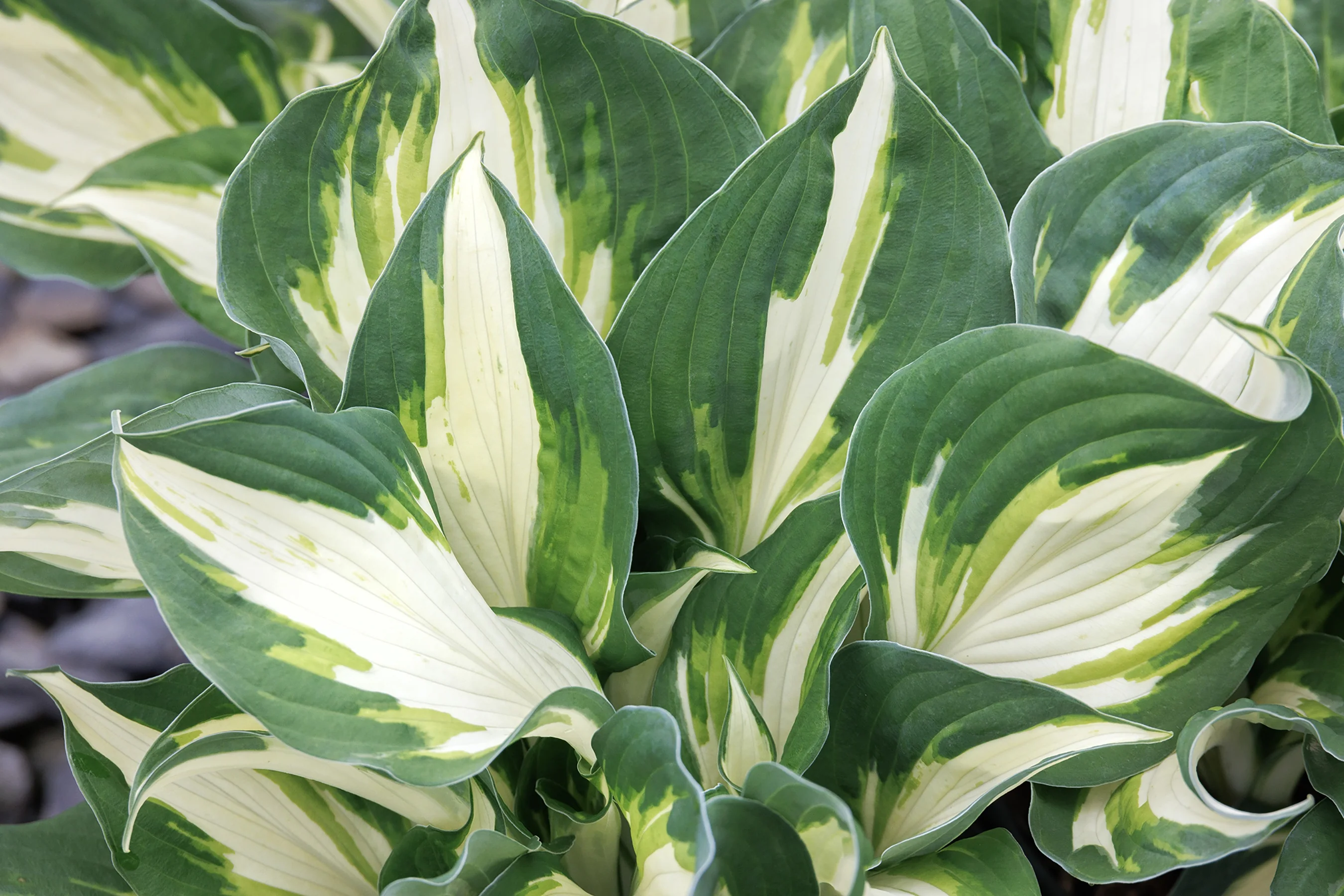Vulcan Hosta 4 Vulcan Hosta