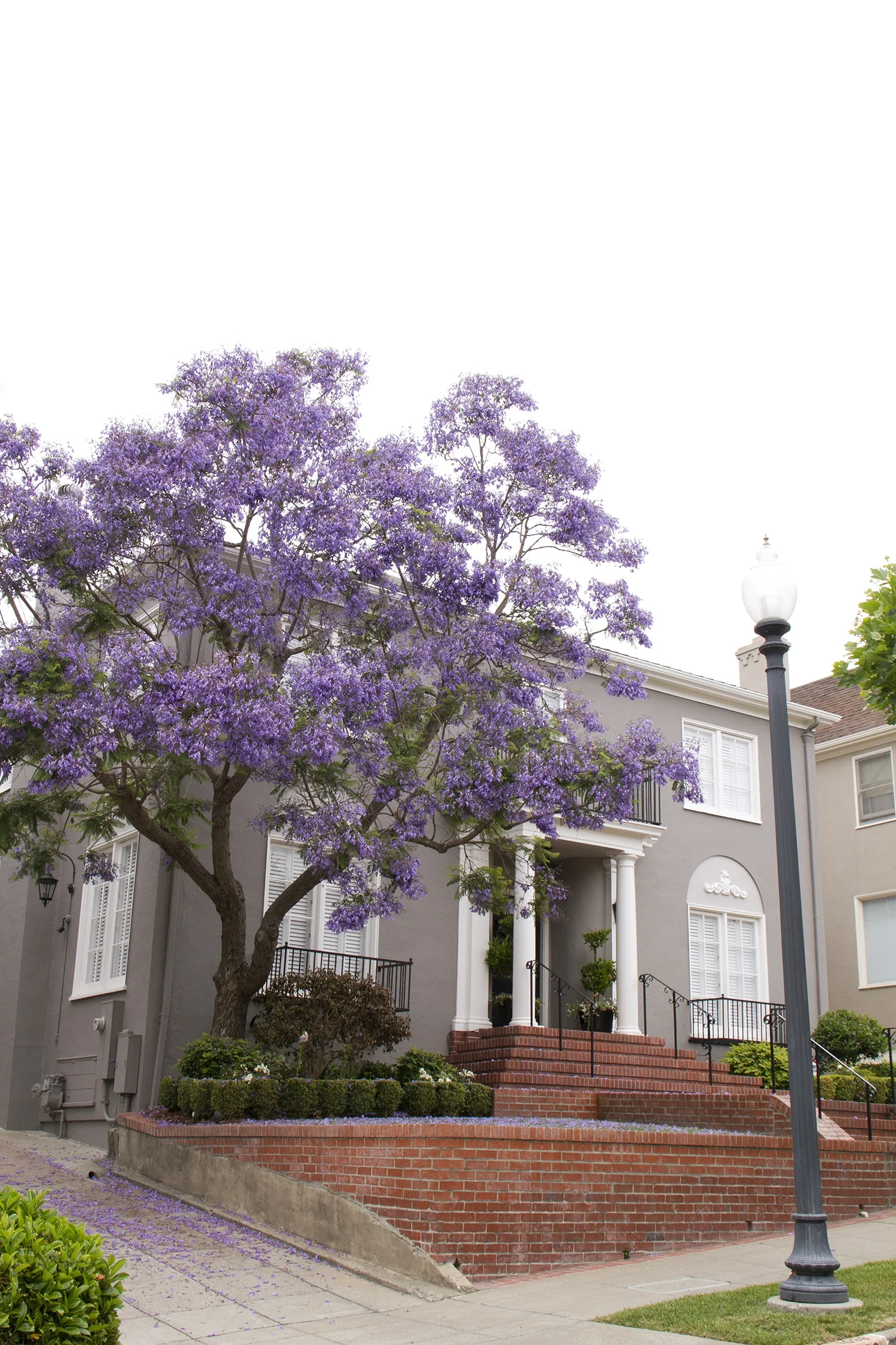 Jacaranda 1 Jacaranda