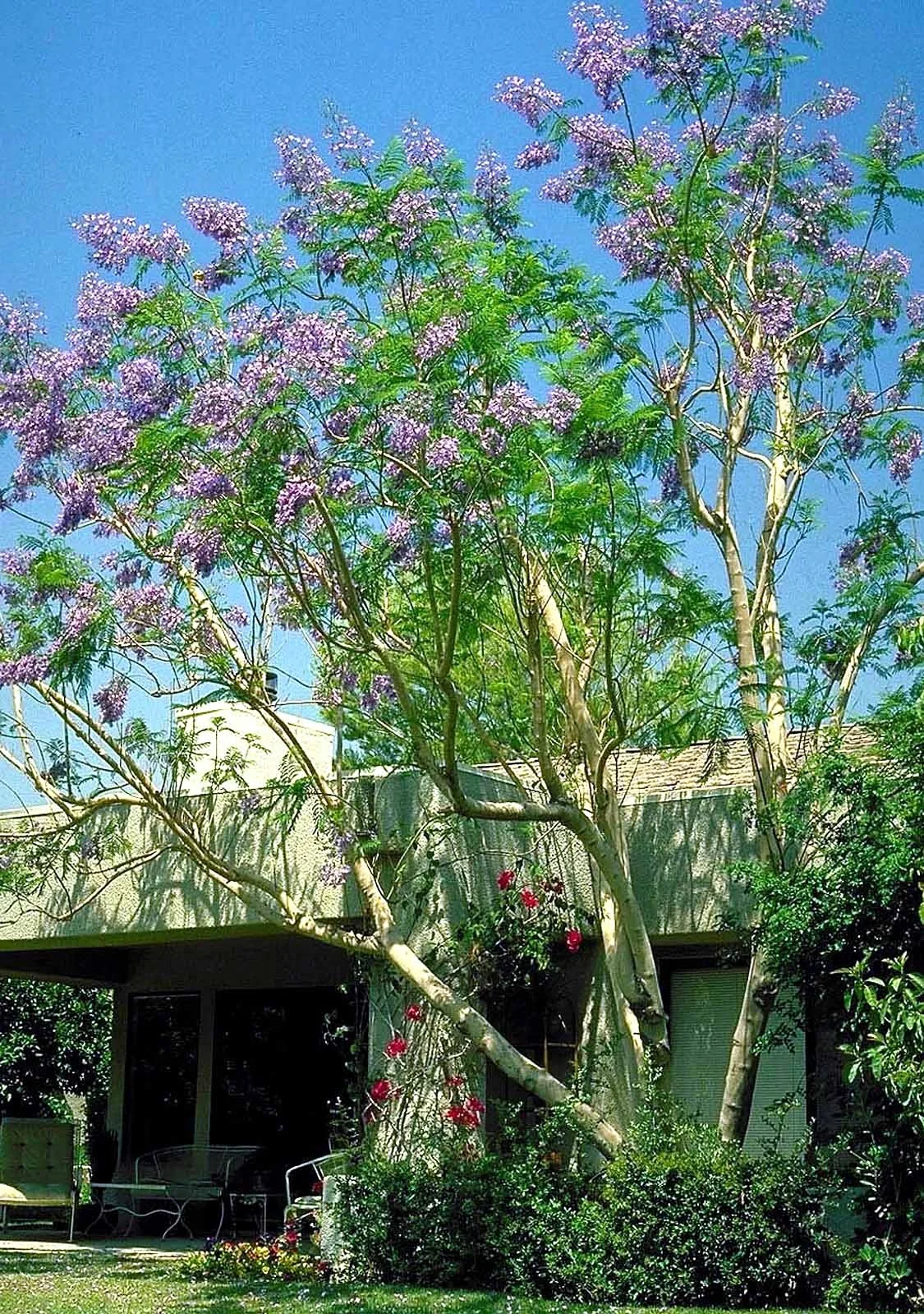 Jacaranda 2 Jacaranda