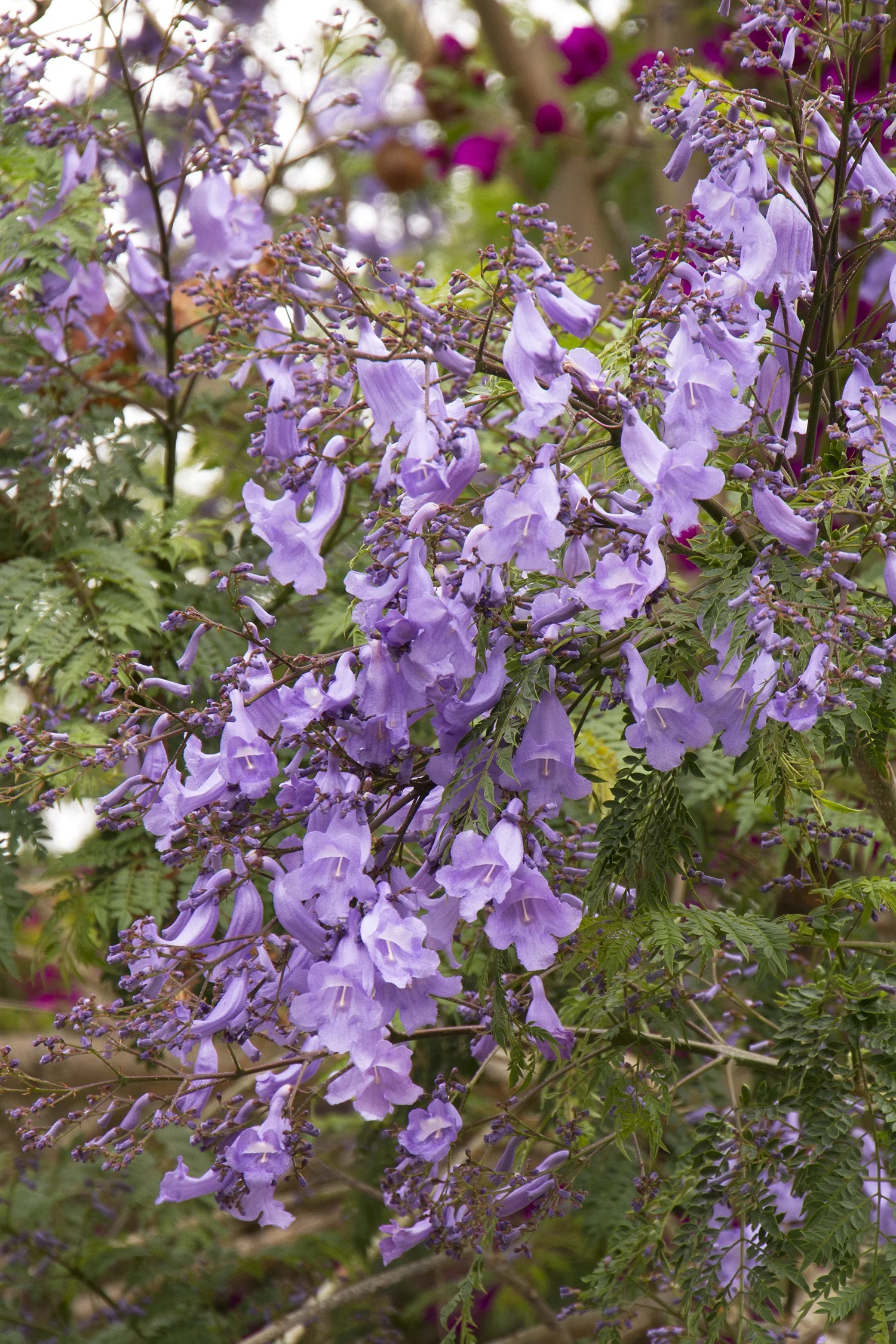 Jacaranda 3 Jacaranda